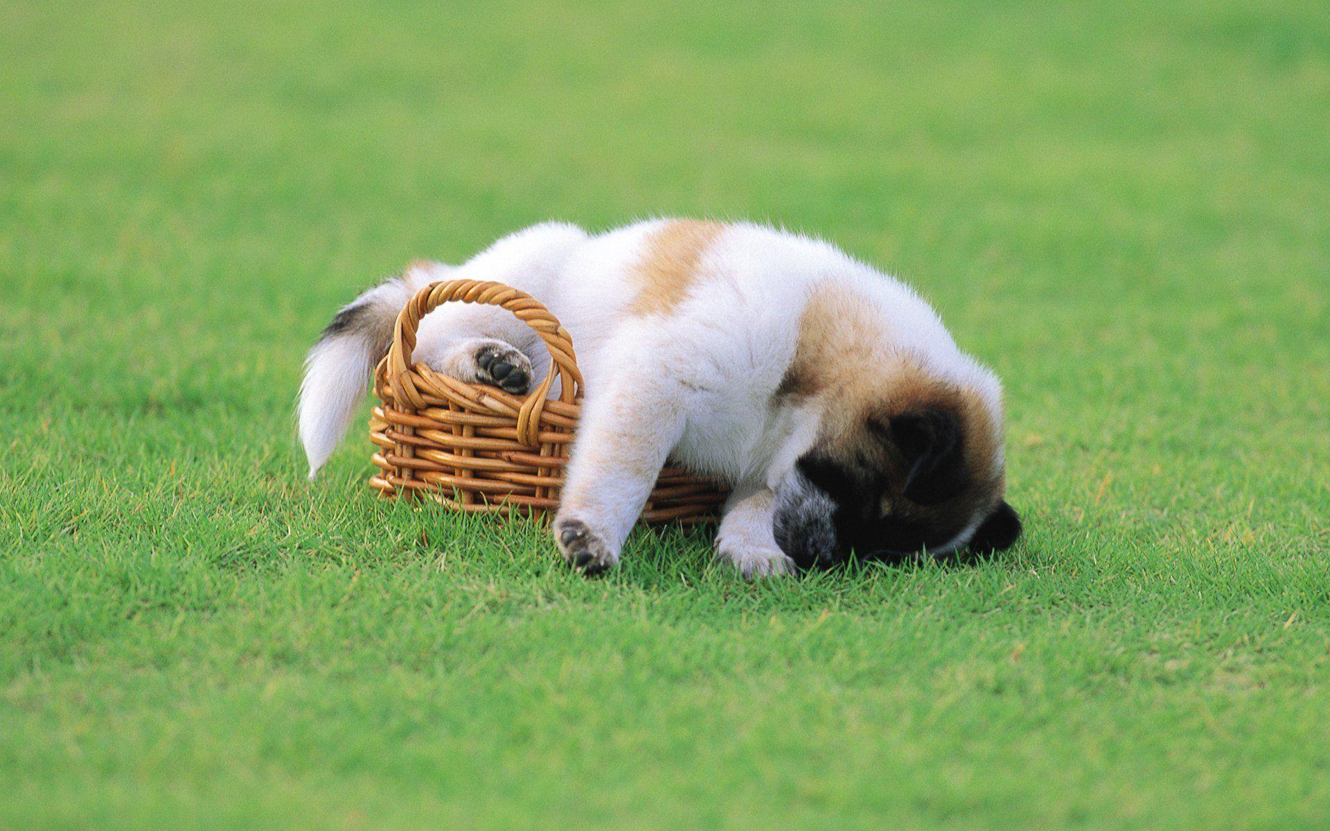 1920x1200 Best Cute Image Free Download