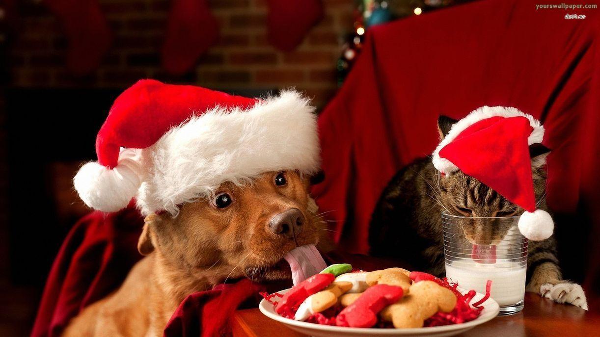 1222x687 Unique Christmas Animal Desktop Wallpaper Collection