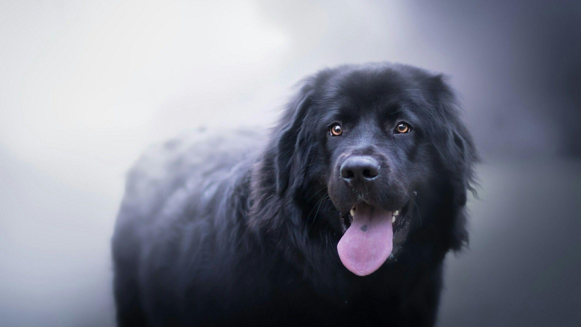 1920x1080 Big Black Dog With Sticking Out Tongue Wallpaper. Wallpaper Studio