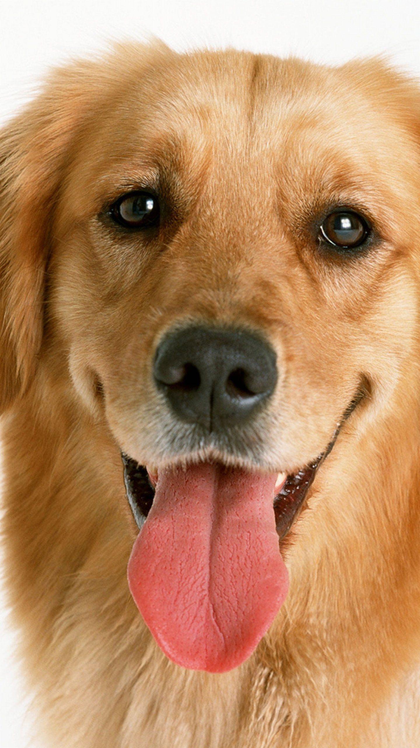 1440x2560 Wallpaper Lg G4 Smiling Dog 1440 2560 Qhd x 2560 G4 1440