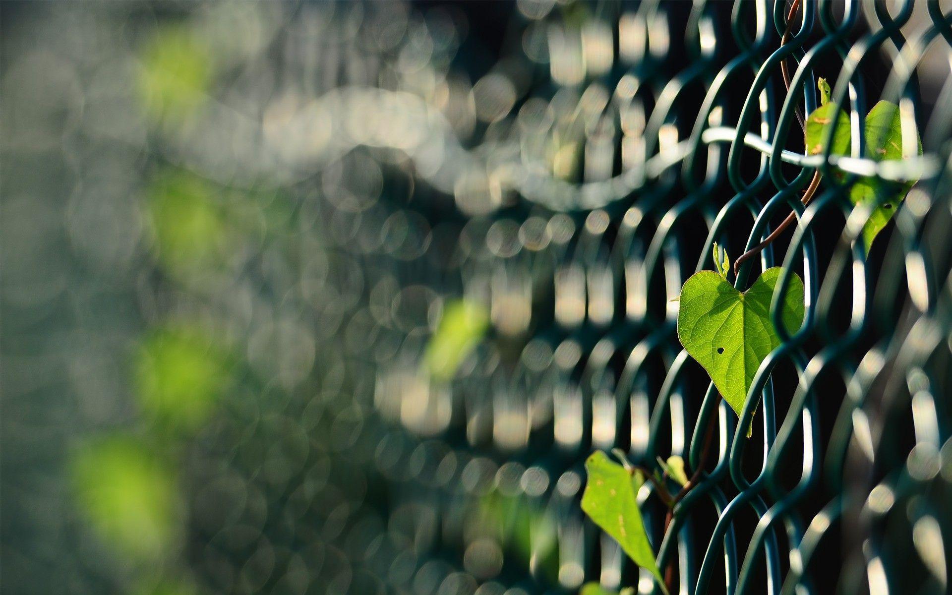 1920x1200 Chain Link Fence Wallpaper. Picket Fence Wallpaper, Fence Posts Wallpaper and Wire Fence Wallpaper