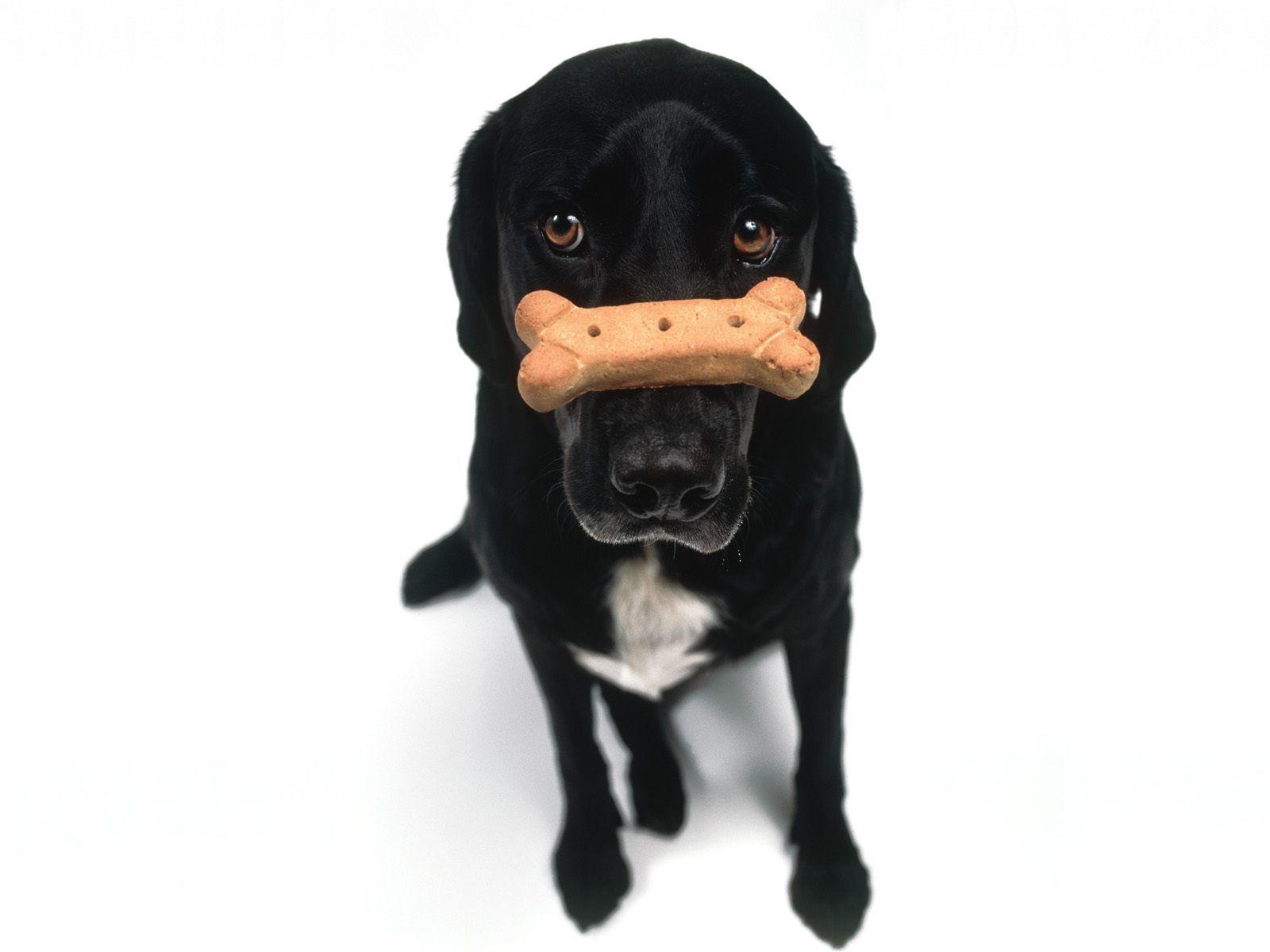 1600x1200 Black Dog Wallpaper