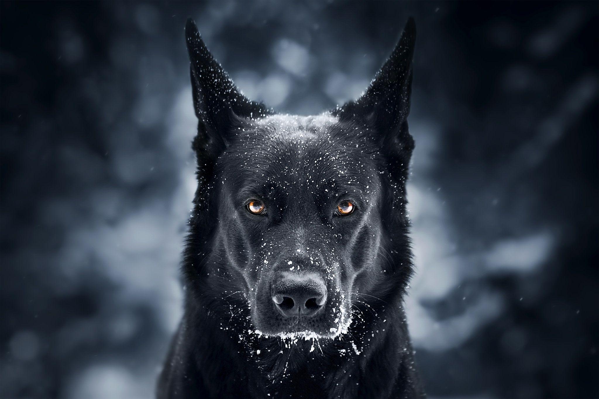 Black Dog Wallpapers - Top Free Black Dog Backgrounds - WallpaperAccess