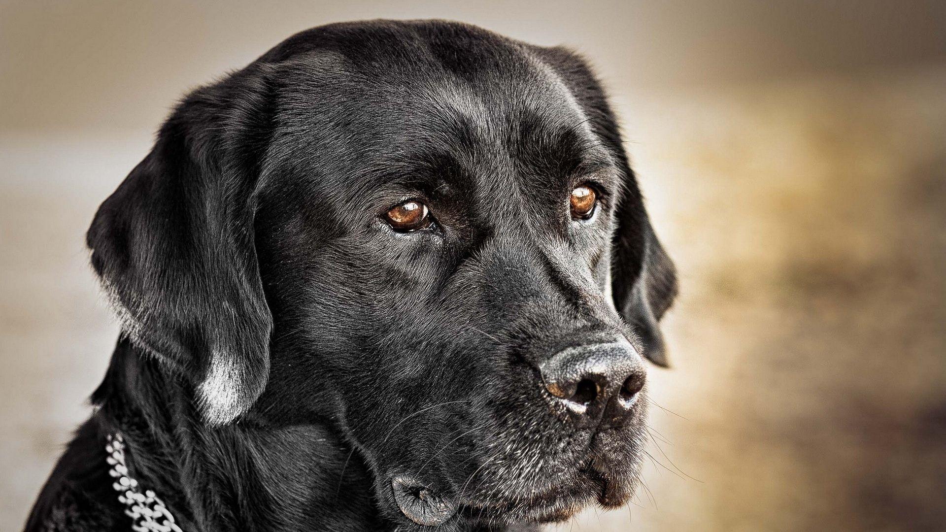 1920x1080 Download wallpaper 1920x1080 dog, muzzle, collar, black dog full HD