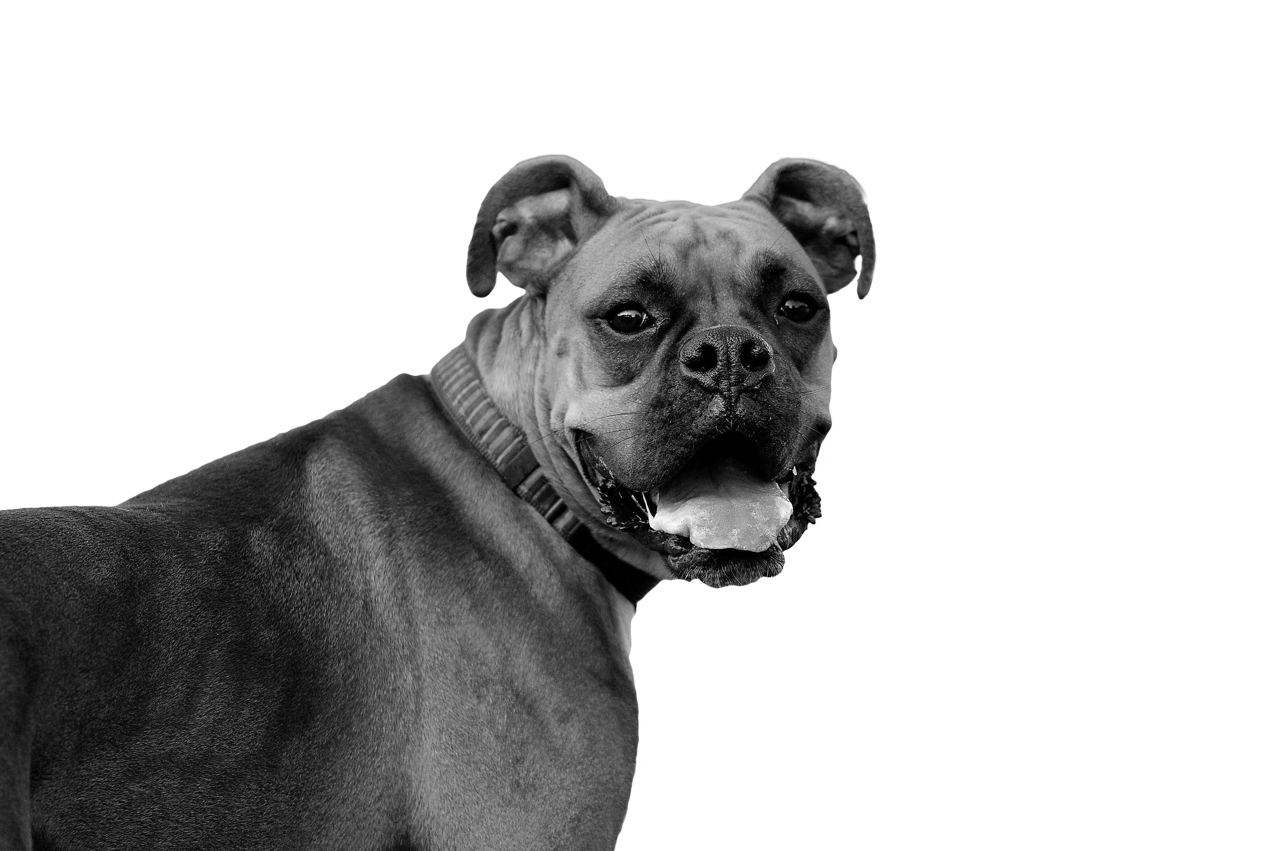 4288x2848 Black And White Dog Wallpaper