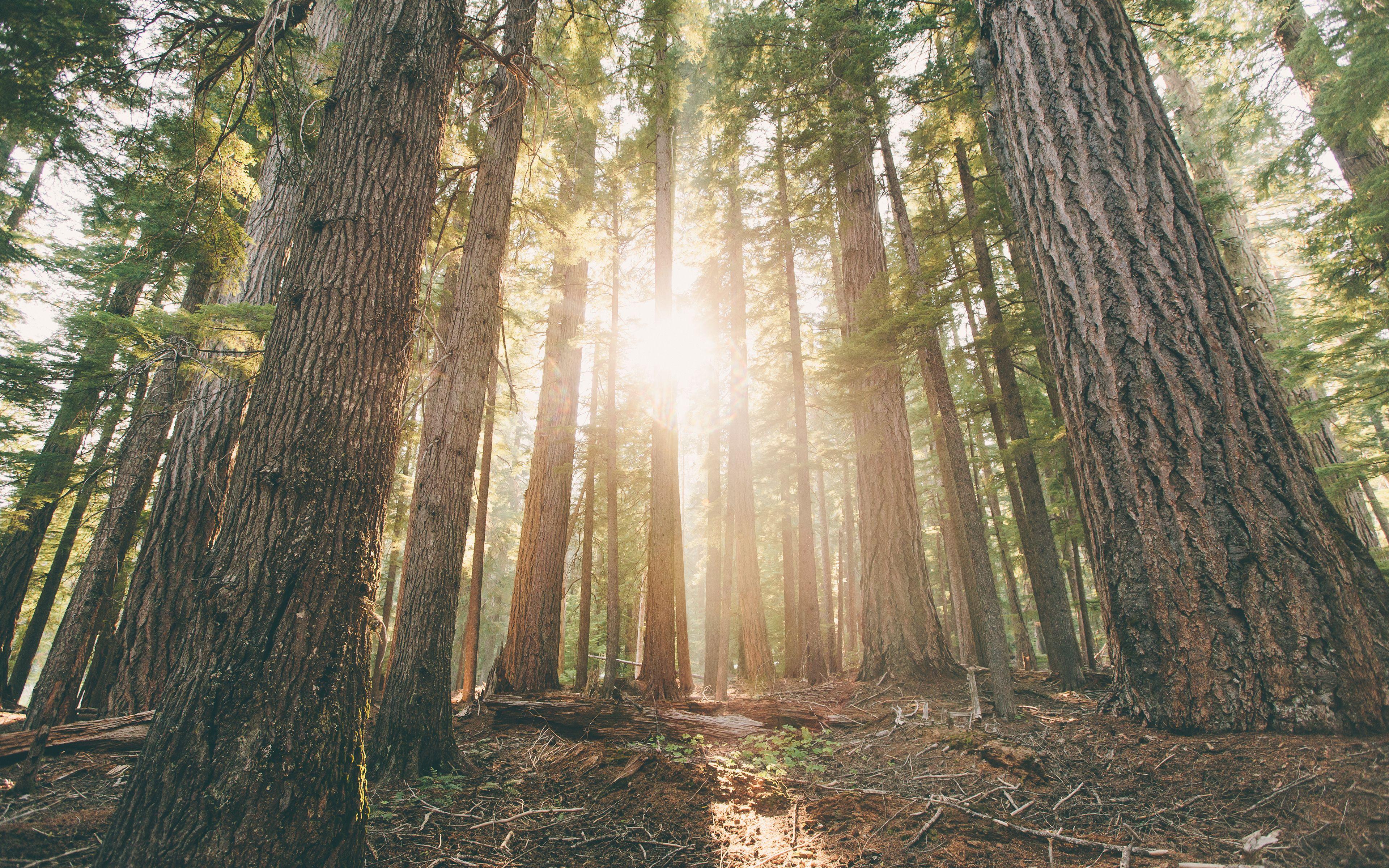 3840x2400 Wallpaper Hamaker Campground, Forest, Woods, Oregon, 4K, Nature,. Wallpaper for iPhone, Android, Mobile and Desktop