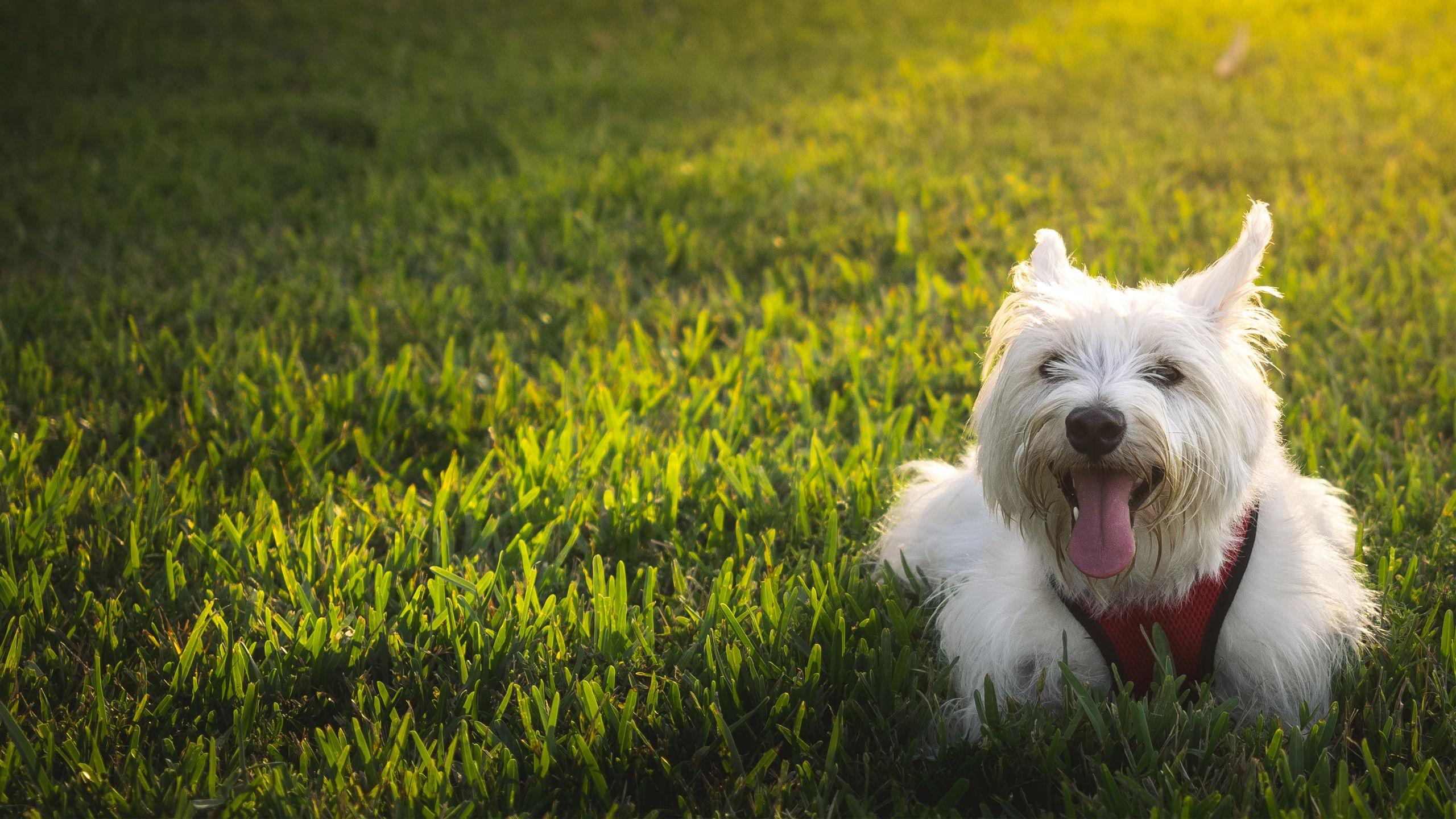 2560x1440 Westie Dog Wallpaper