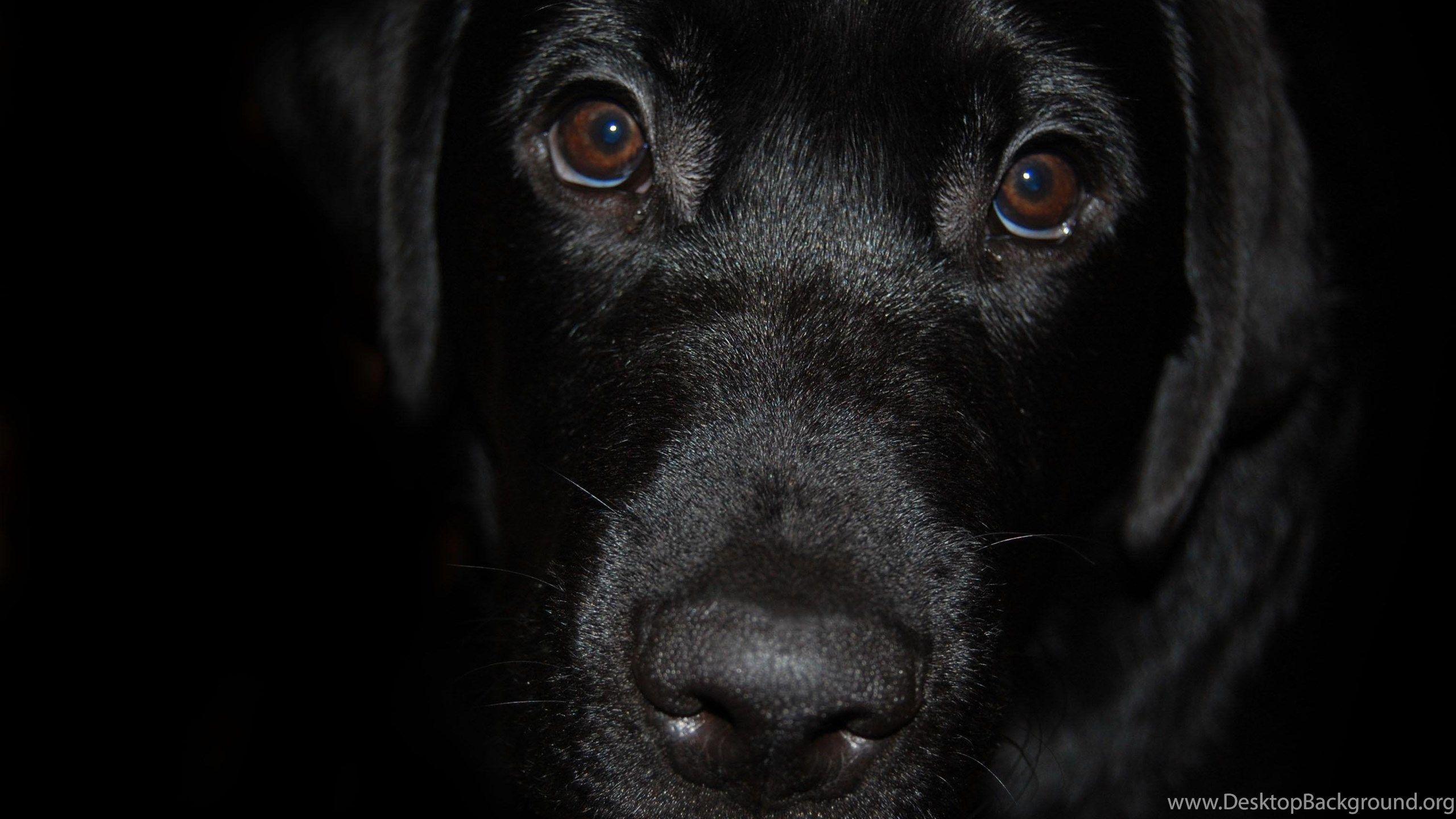 Unduh 300+ Wallpaper Black Dog HD Paling Keren Unduh 300+ Wallpaper Black Dog HD Paling Keren