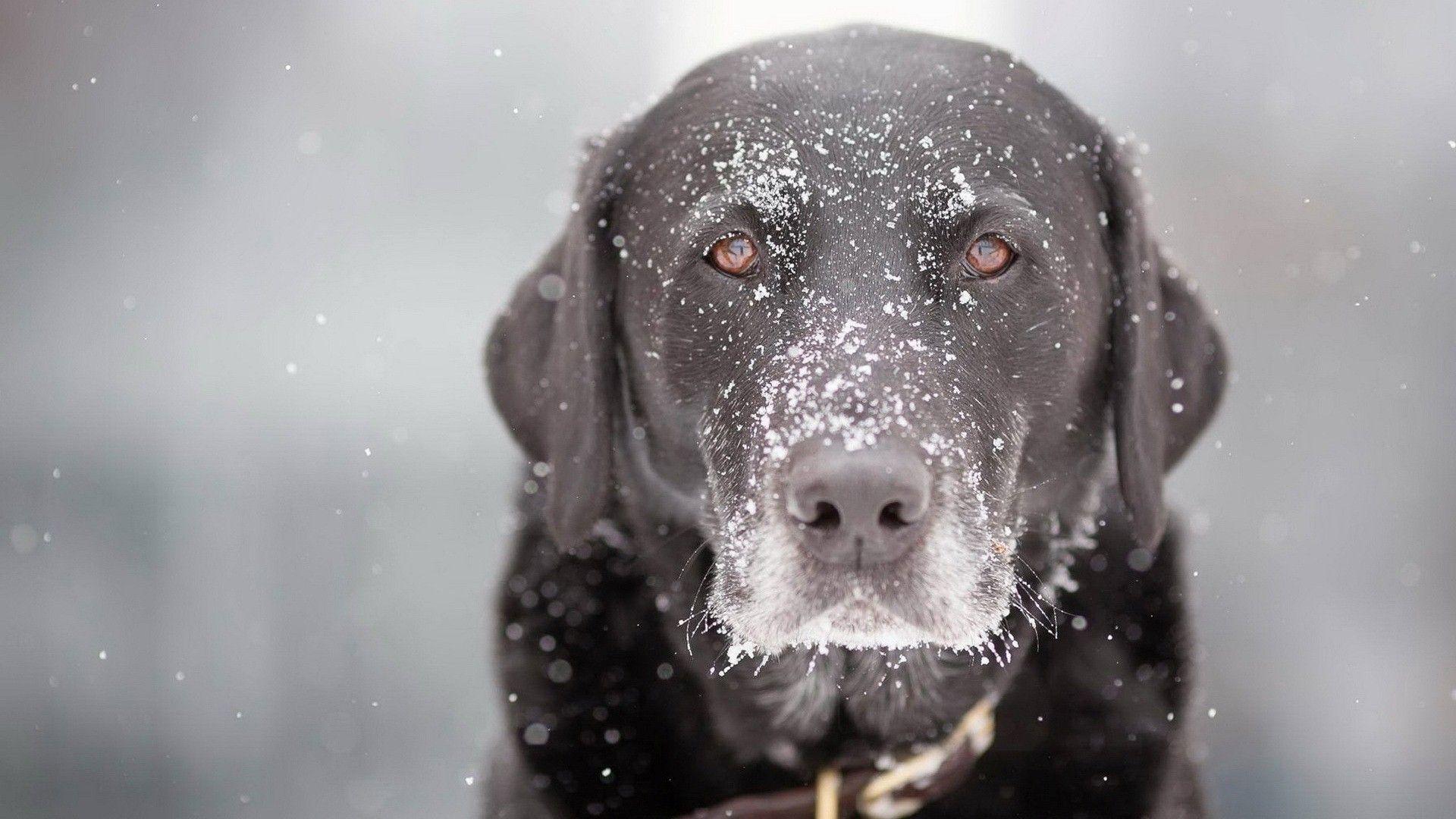 1920x1080 Black Dog During Winter Season HD Wallpaper