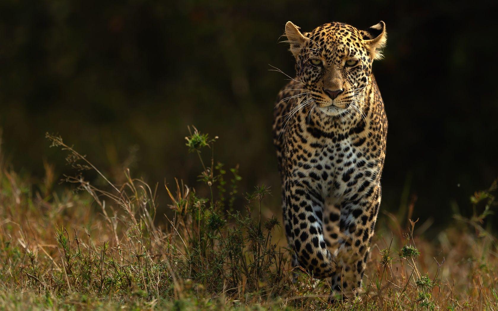 1680x1050 Leopards 4k 1680x1050 Resolution HD 4k Wallpaper, Image, Background, Photo and Picture
