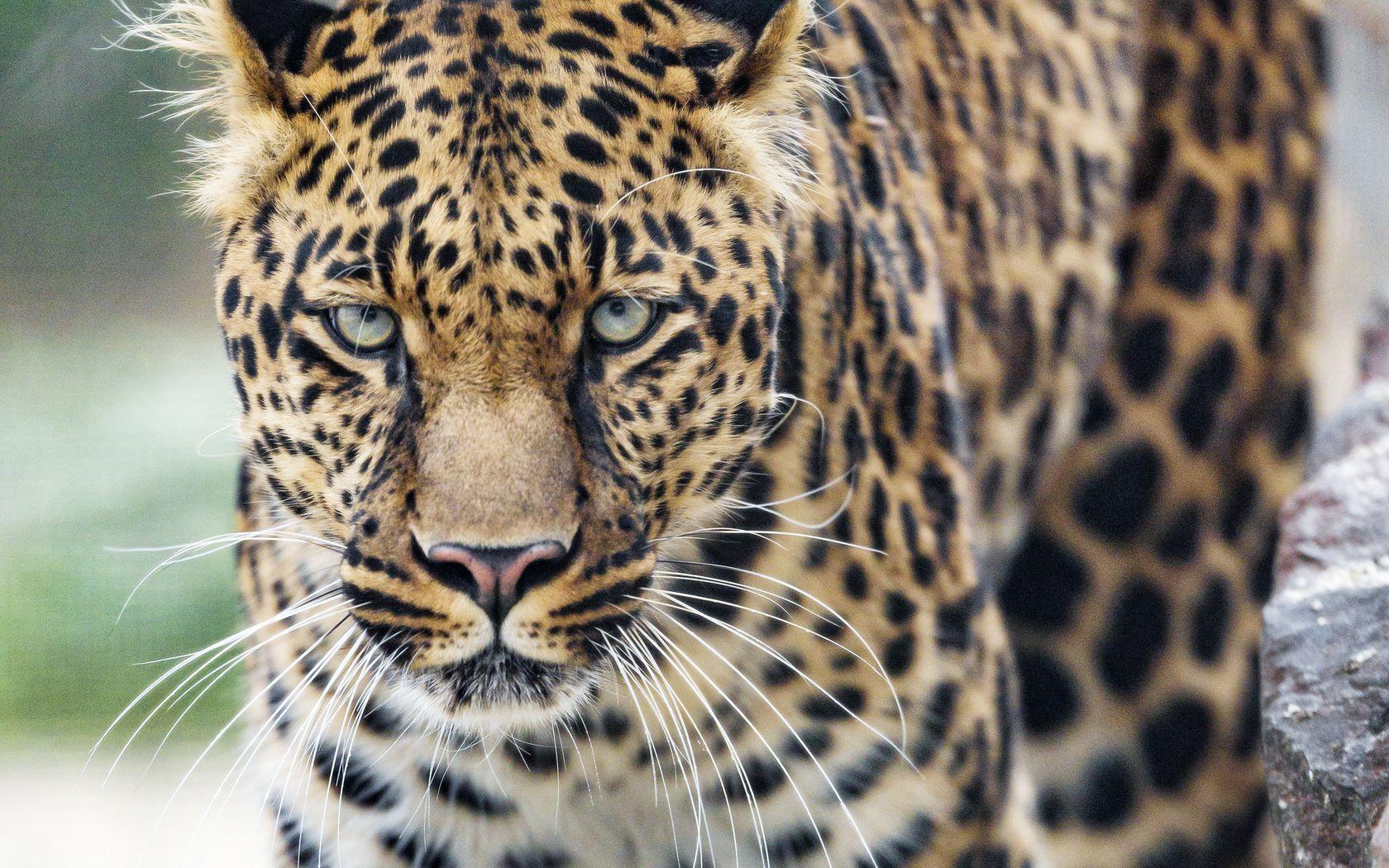 1680x1050 Download wallpaper 1680x1050 leopard, big cat, glance, predator widescreen 16:10 HD background