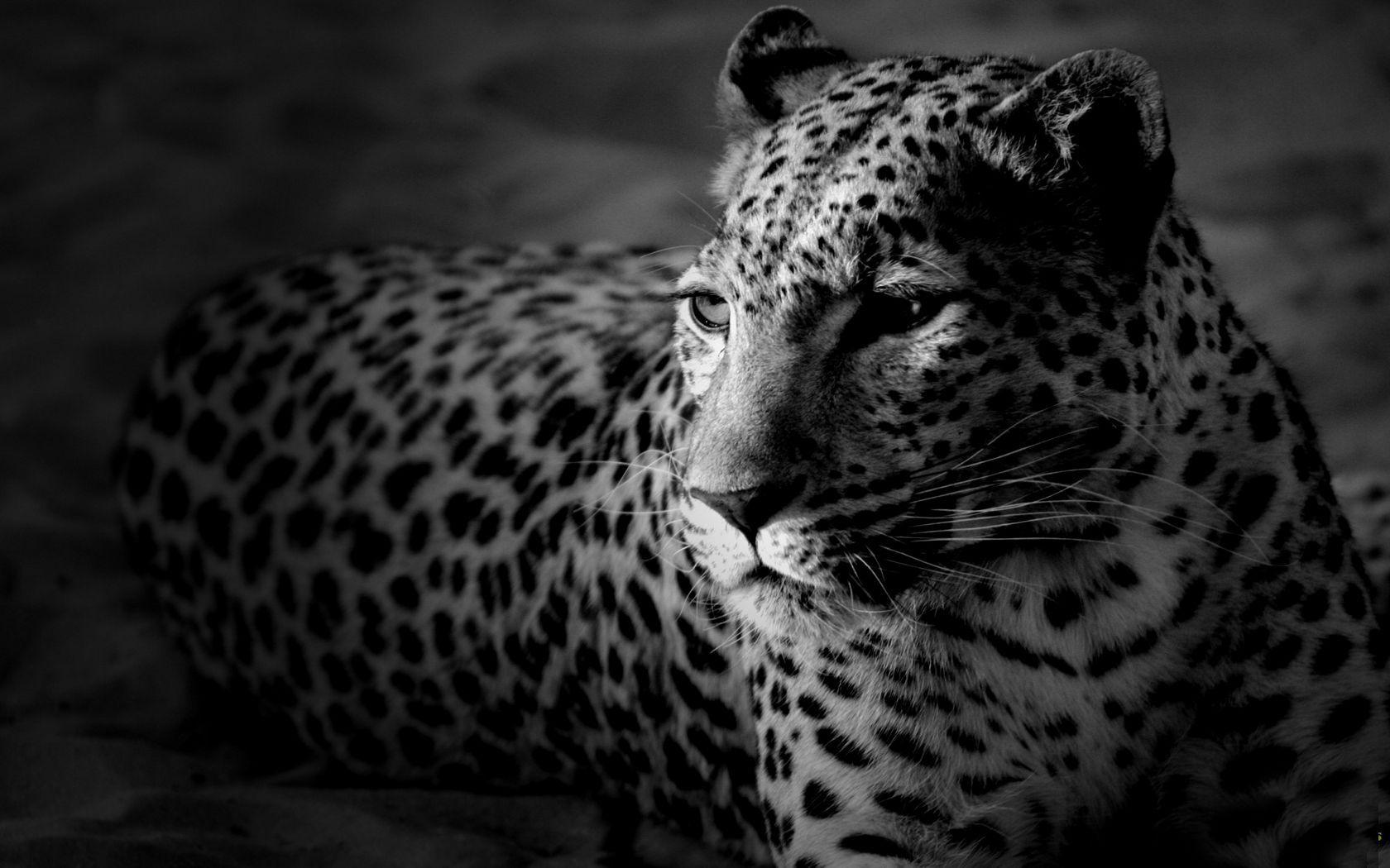 1680x1050 Download wallpaper 1680x1050 leopard, color, spotted, black and white widescreen 16:10 HD background