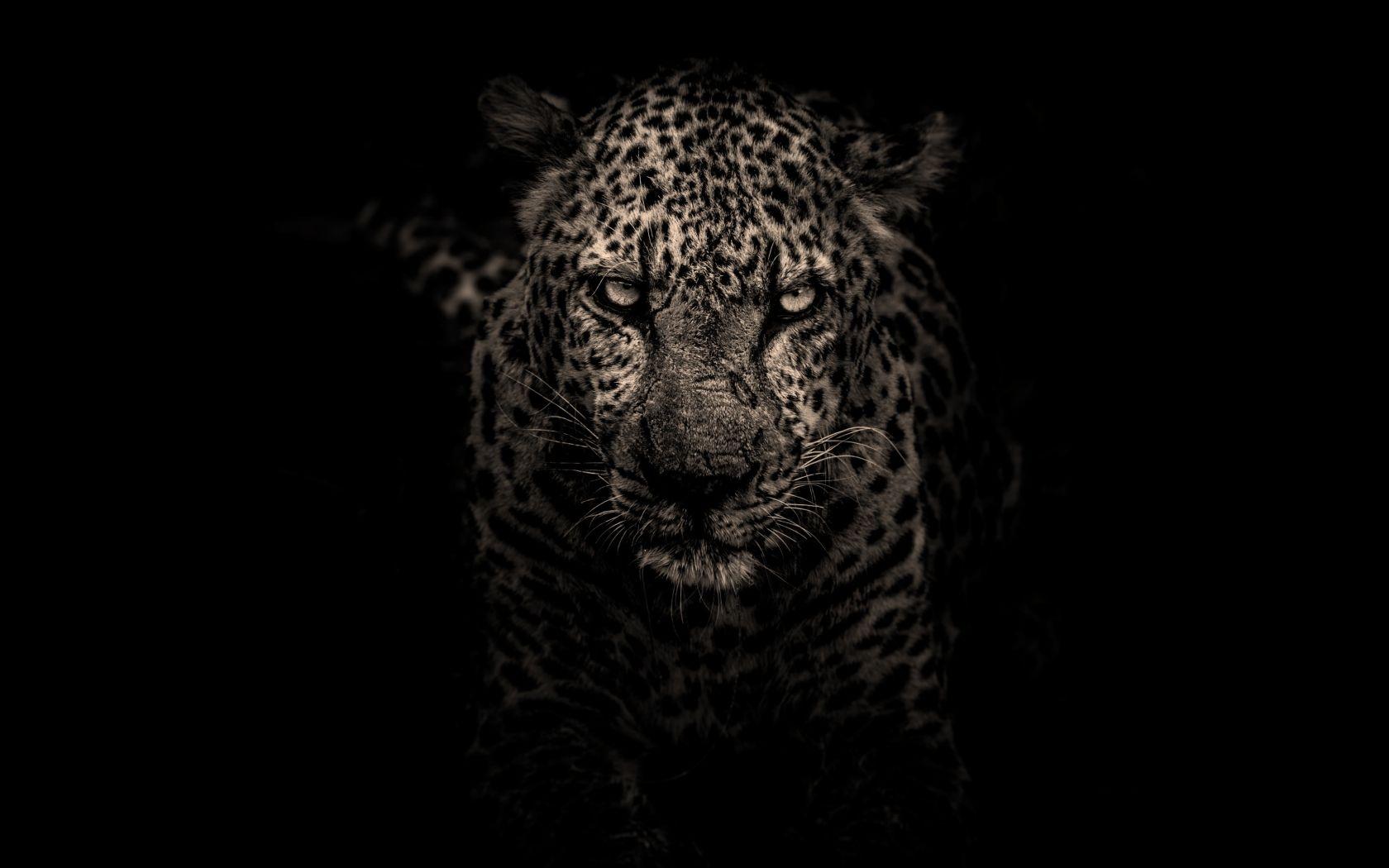 1680x1050 Leopard 1680x1050 Resolution Wallpaper, HD Animals 4K Wallpaper, Image, Photo and Background