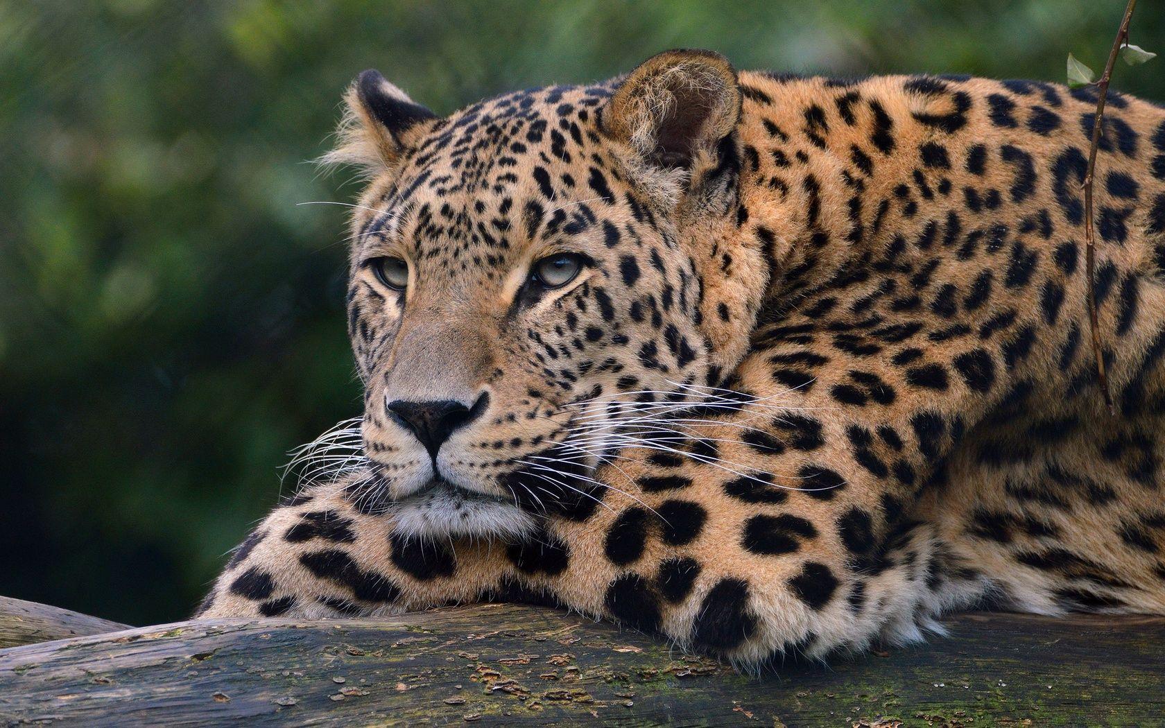 1680x1050 Leopard Ultra HD 4k 1680x1050 Resolution HD 4k Wallpaper, Image, Background, Photo and Picture