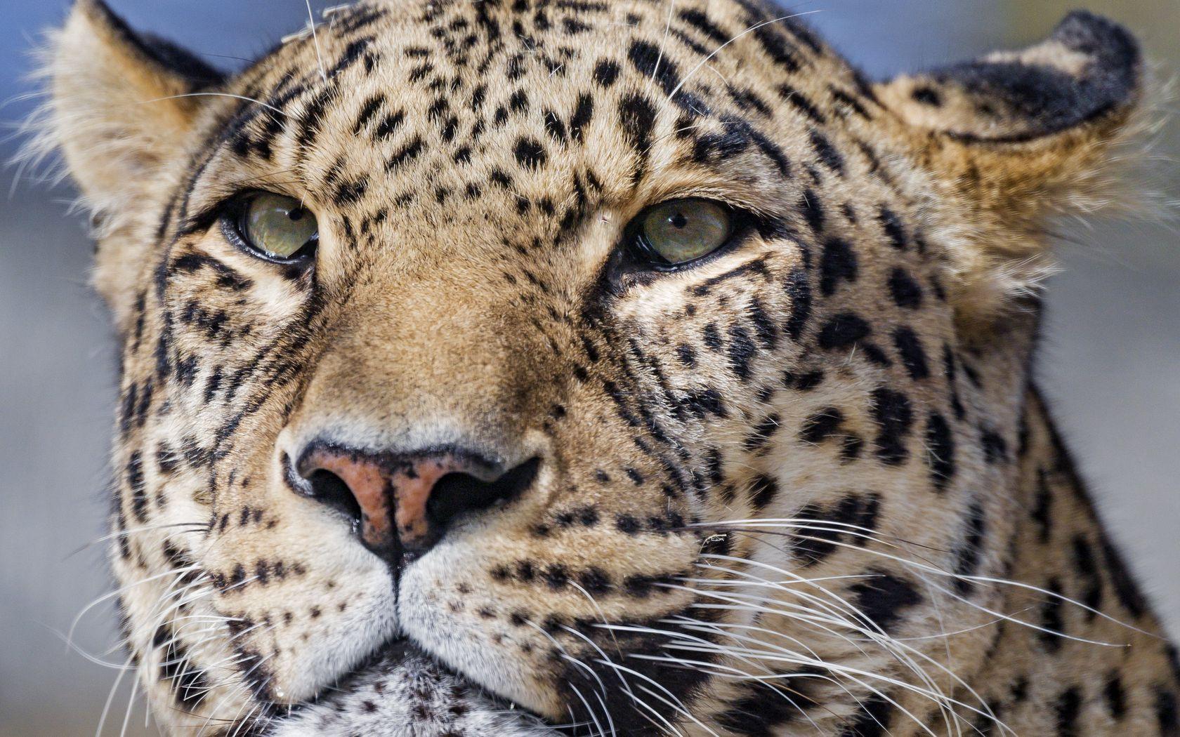 1680x1050 Download wallpaper 1680x1050 leopard, big cat, glance, predator, face widescreen 16:10 HD background