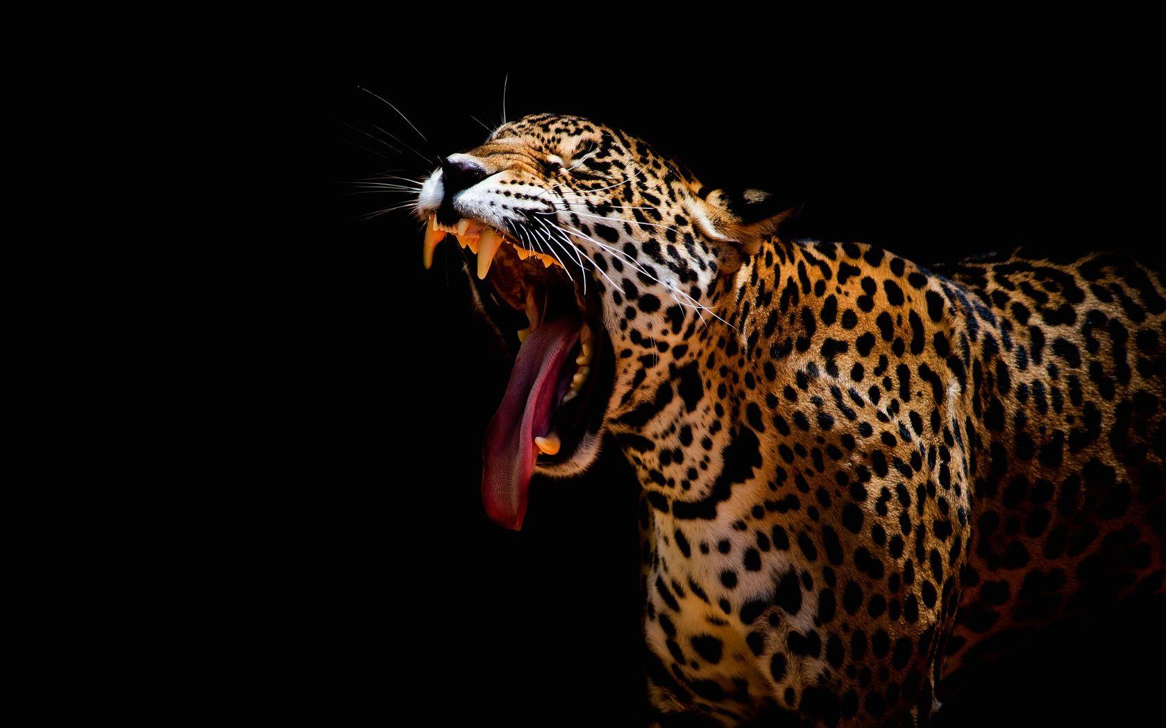 1680x1050 Download Leopard, predator, yawning, dark wallpaper, 1680x Widescreen 16: Widescreen