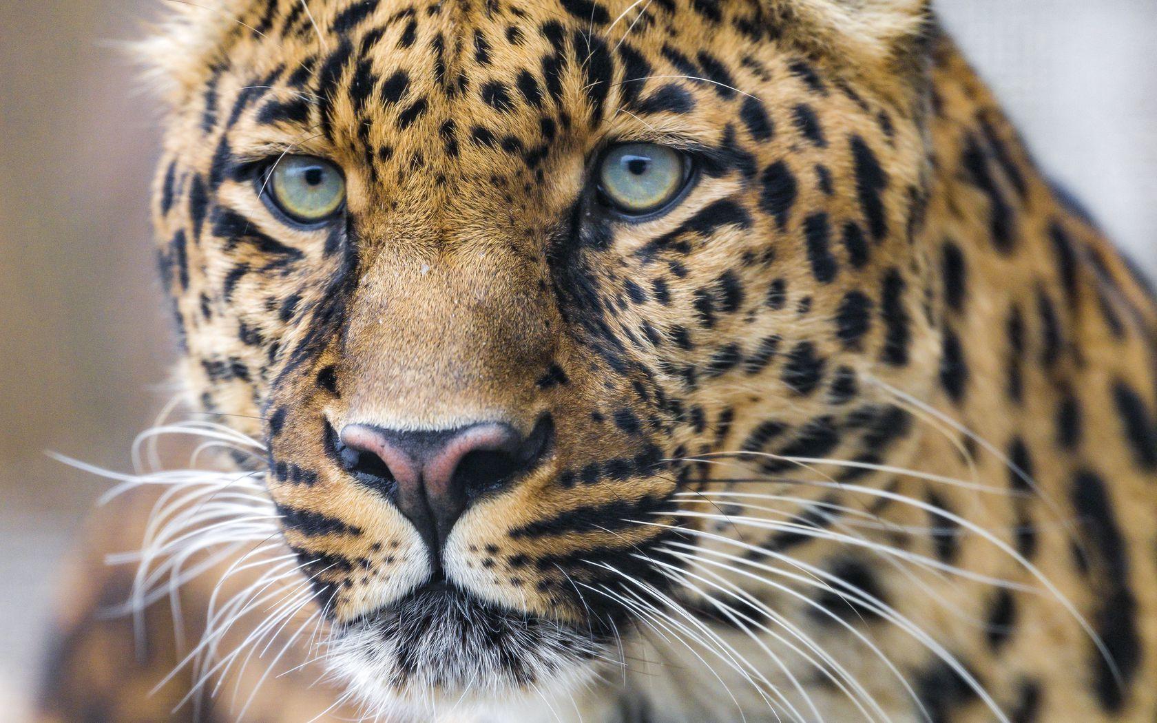 1680x1050 Download wallpaper 1680x1050 leopard, predator, big cat, face widescreen 16:10 HD background