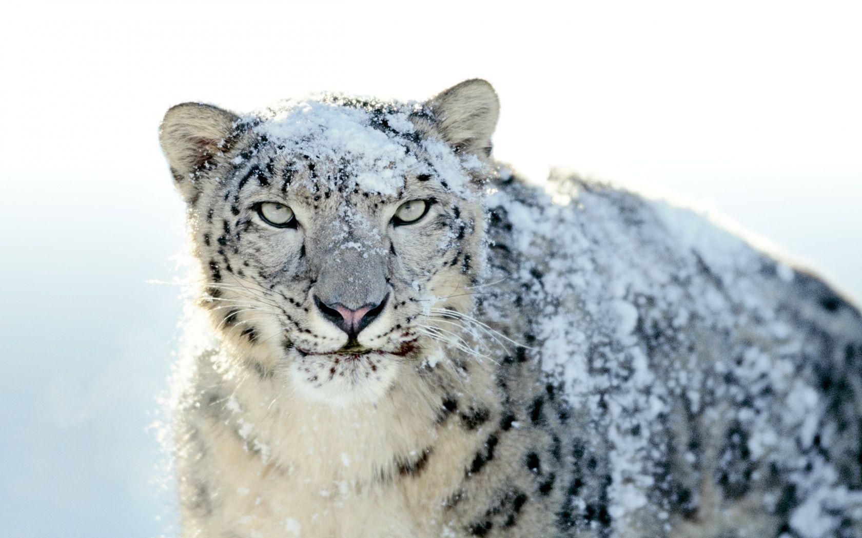 1680x1050 Snow Leopard desktop PC and Mac wallpaper