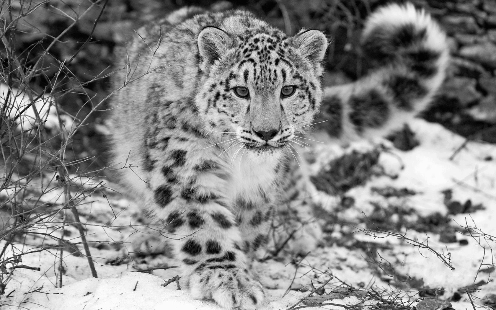 1680x1050 Snow Leopard Wallpaper HD (1680x1050 px)