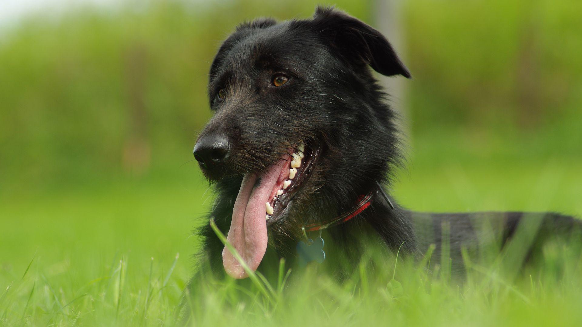 1920x1080 Black Dog 6 High Resolution Wallpaper