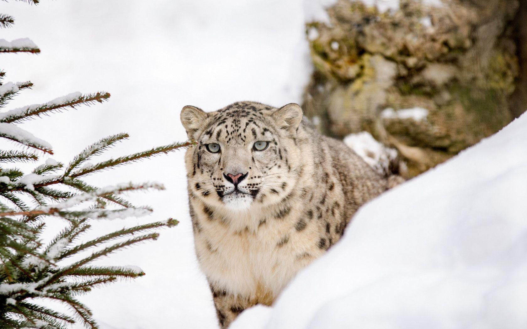 1680x1050 Download wallpaper: Snow leopard 1680x1050