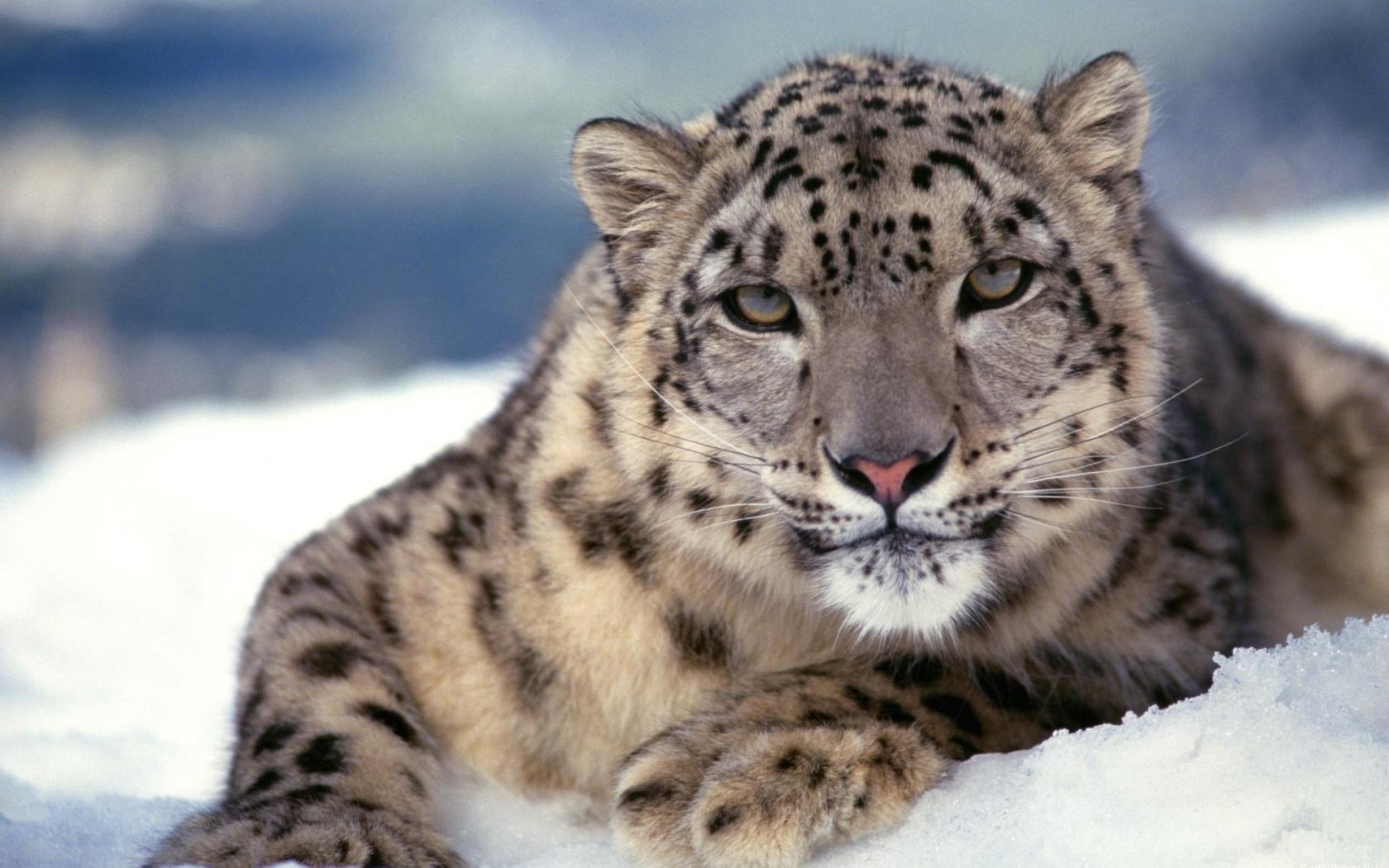 1680x1050 Snow Leopard wallpaper 1680x1050 desktop background