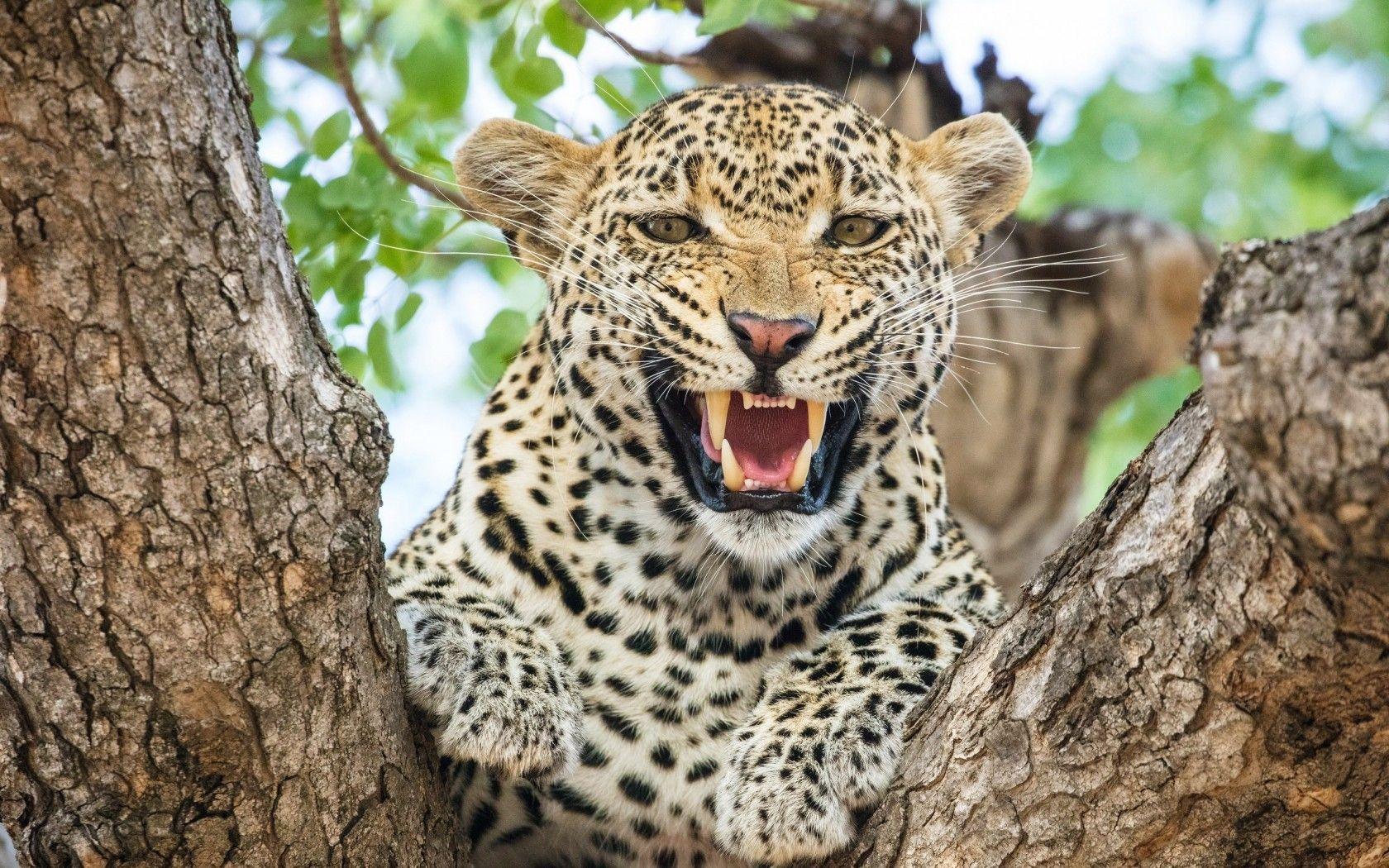 1680x1050 Download 1680x1050 Leopard, Teeth, Predator, Big Cats Wallpaper for MacBook Pro 15 inch