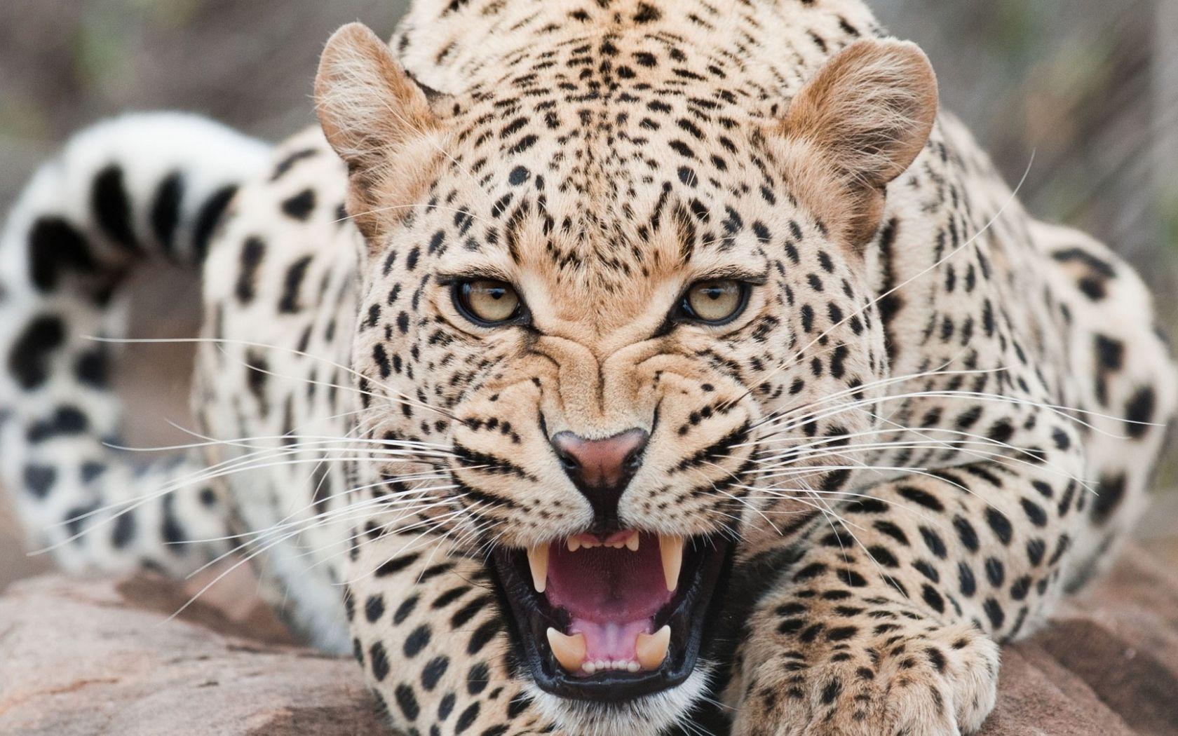 1680x1050 leopard, predator, face 1680x1050 Resolution Wallpaper, HD Animals 4K Wallpaper, Image, Photo and Background