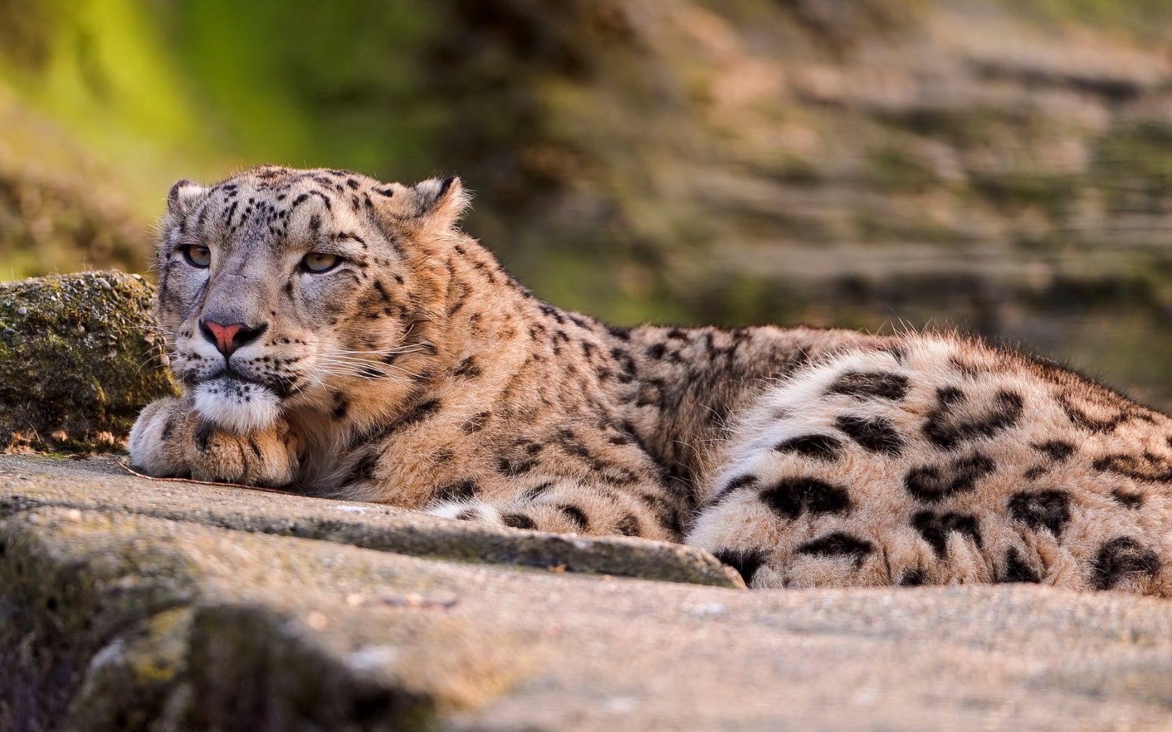 1680x1050 Lounging Snow Leopard Wallpaper