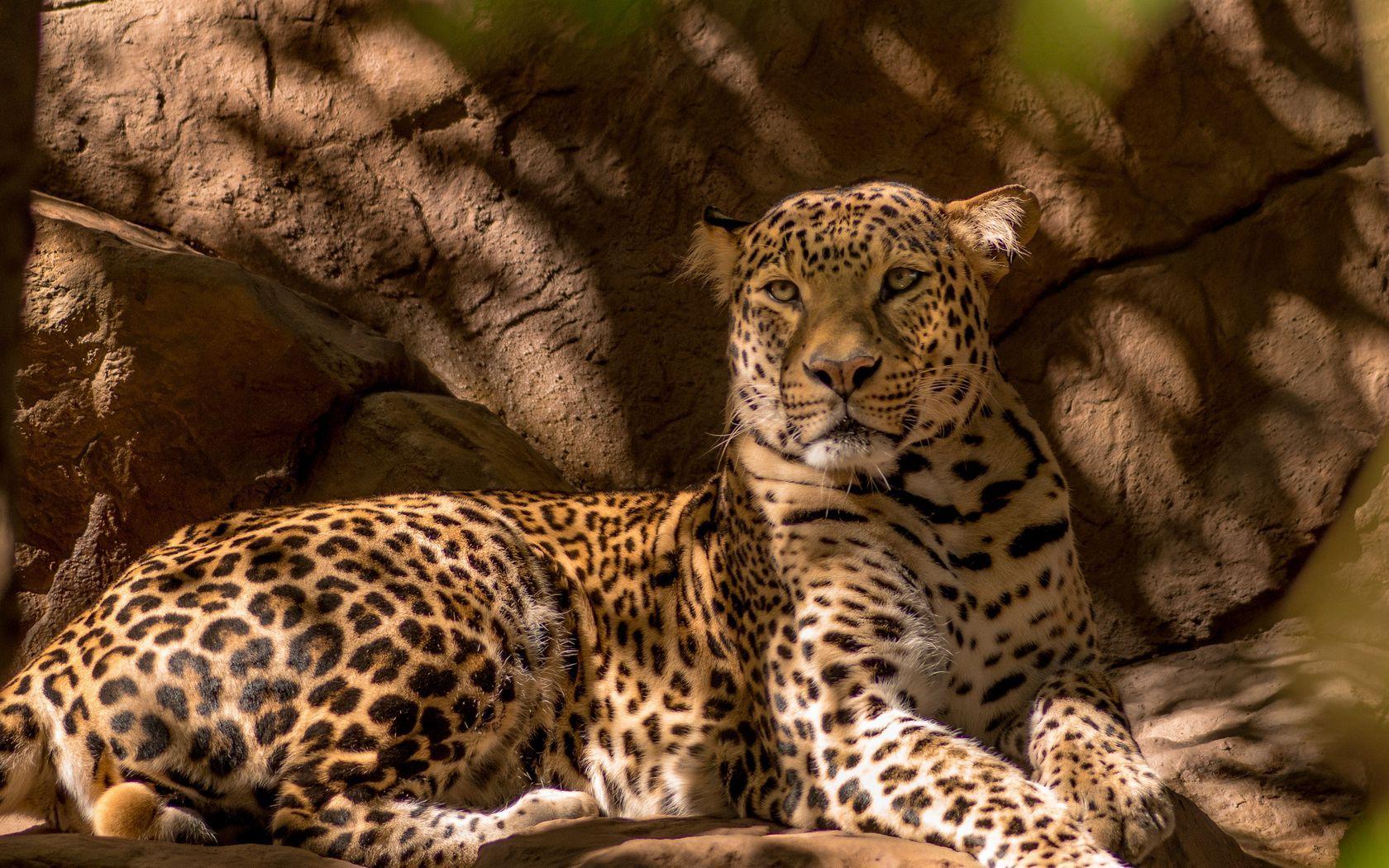 1680x1050 Download wallpaper 1680x1050 leopard, predator, cat widescreen 16:10 HD background