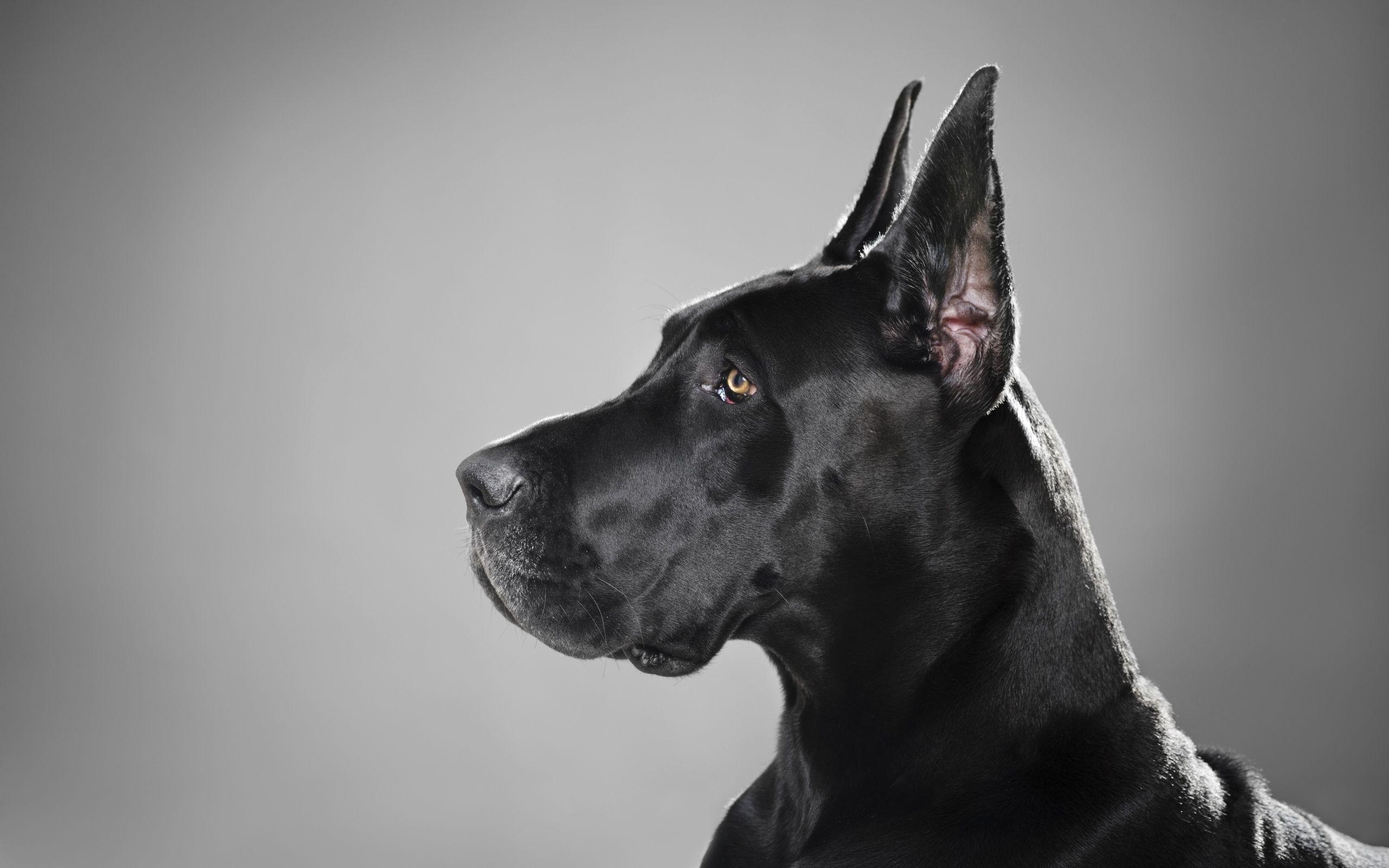 2560x1600 Black Dog Wallpaper Image Earthly Wallpaper 1080p