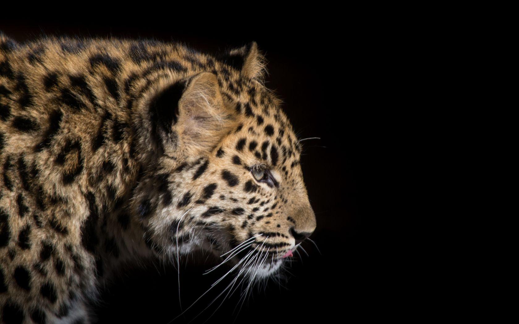 1680x1050 Download 1680x1050 wallpaper snow leopard, predator, wild cat, animal, widescreen 16: widescreen, 1680x1050 HD image, background, 696