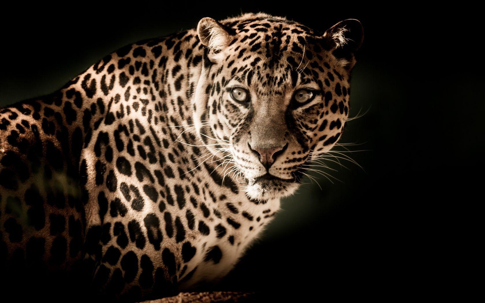 1680x1050 Serious look of a big leopard Desktop wallpaper 1680x1050