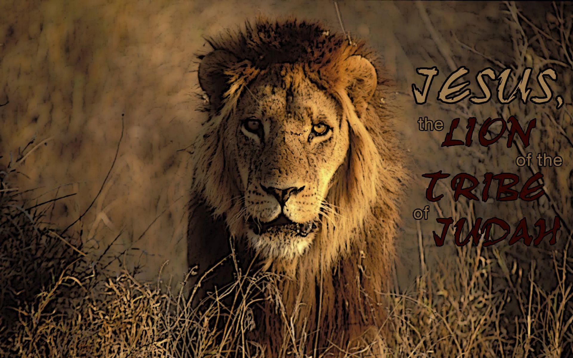 1920x1200 The Lion!