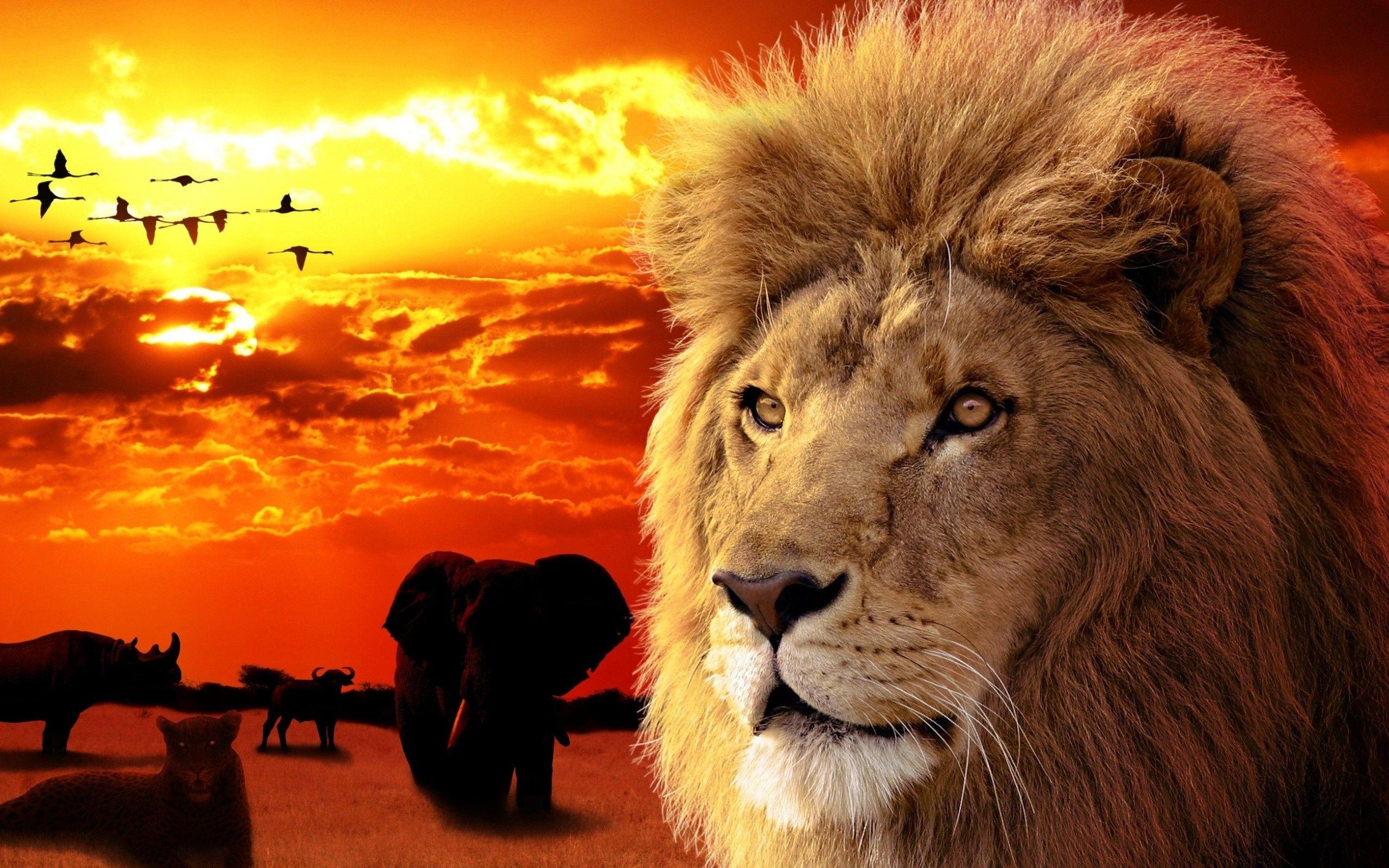 2560x1600 Lion Wallpaper, Background, Image, Picture. Design Trends PSD, Vector Downloads