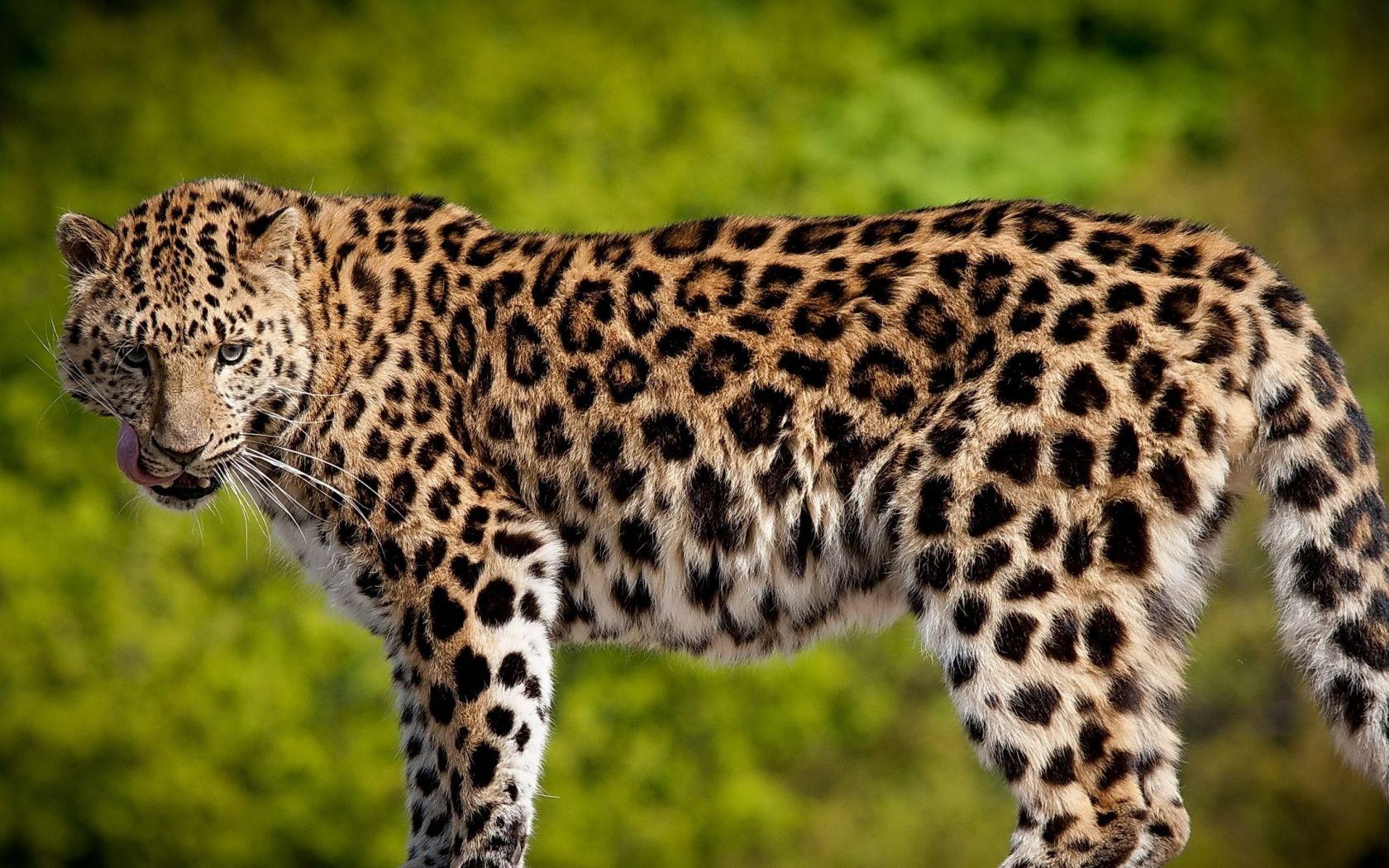 1680x1050 Download Leopard, 4k Widescreen 4:5 wallpaper 1680x1050