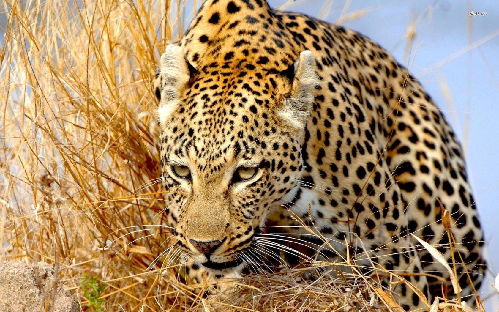 1680x1050 Leopard, animals desktop PC and Mac wallpaper