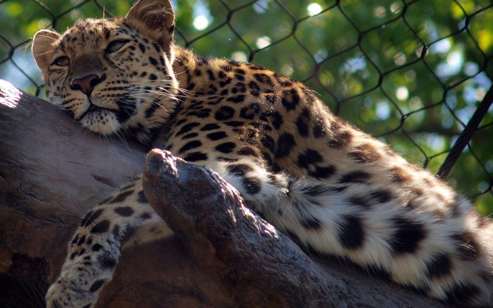 1680x1050 Leopard resting Desktop wallpaper 1680x1050