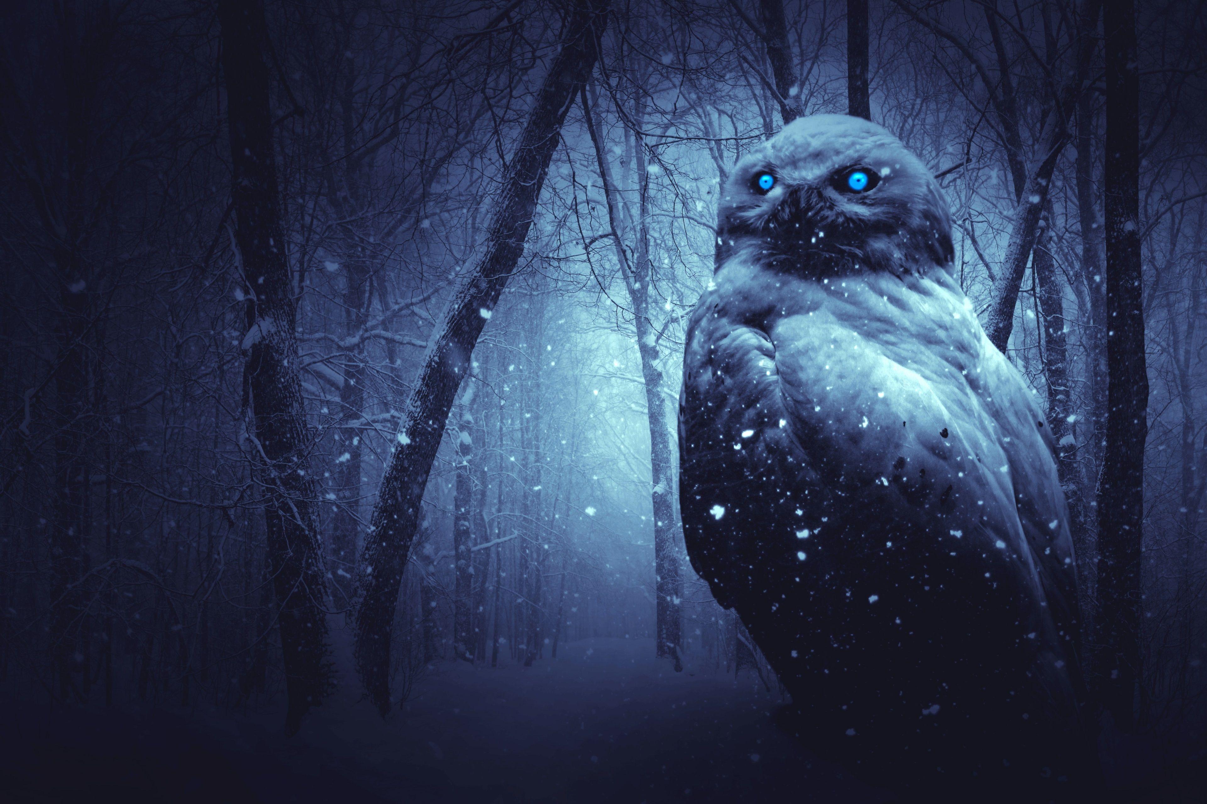 3840x2560 3840x2560 owl 4k wallpaper in HD quality. Mocah.org HD Desktop Wallpaper