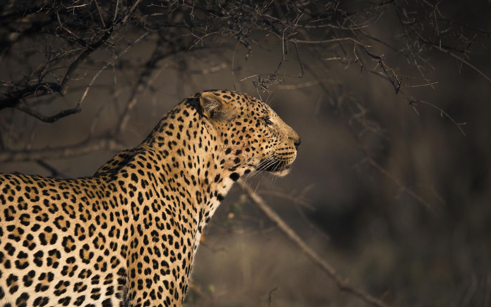 1680x1050 Leopard 1680x1050 Resolution HD 4k Wallpaper, Image, Background, Photo and Picture