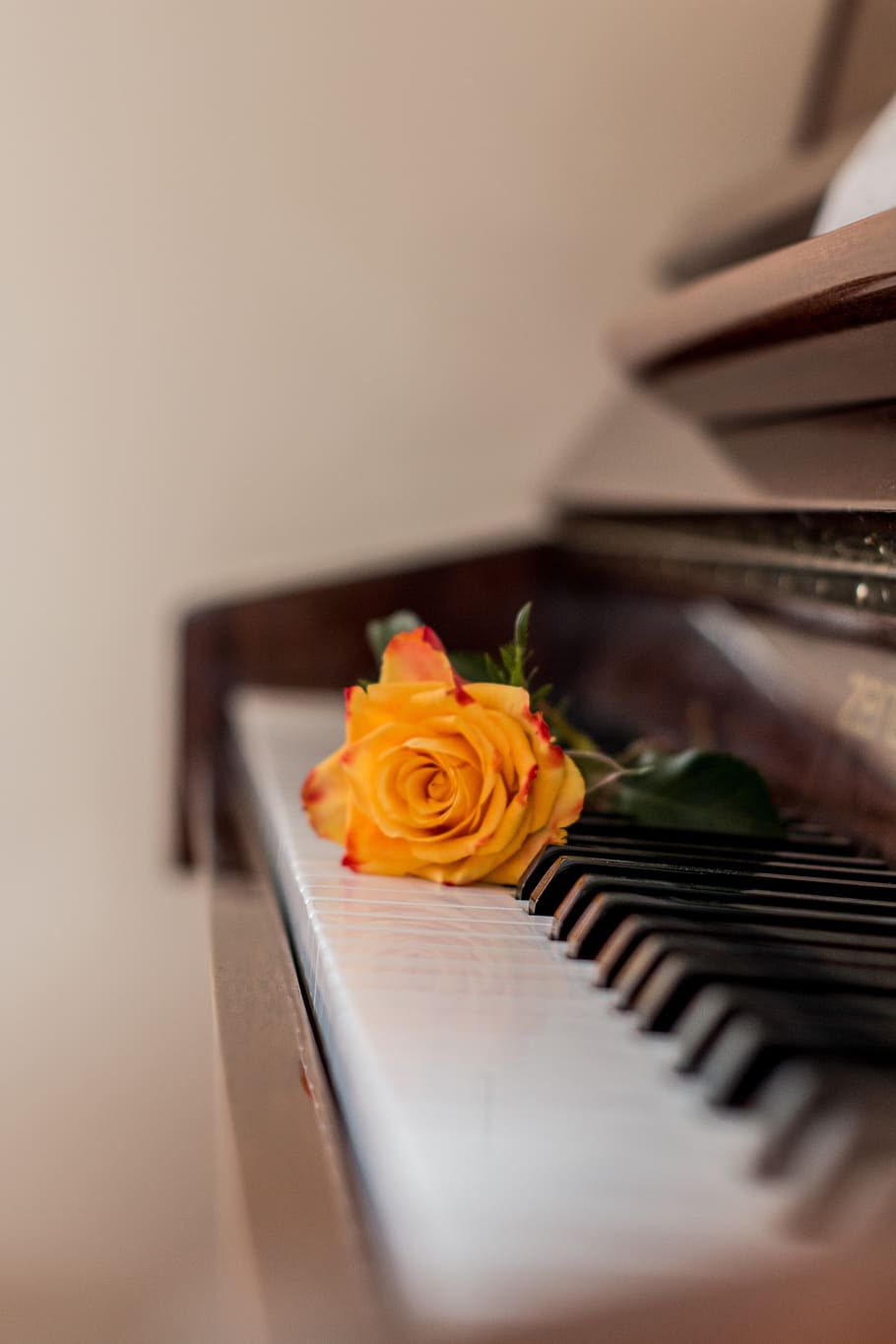 910x1365 piano, music, rose, piano keys, musical instrument, phone wallpaper, flower, flowering plant, rose, selective focus