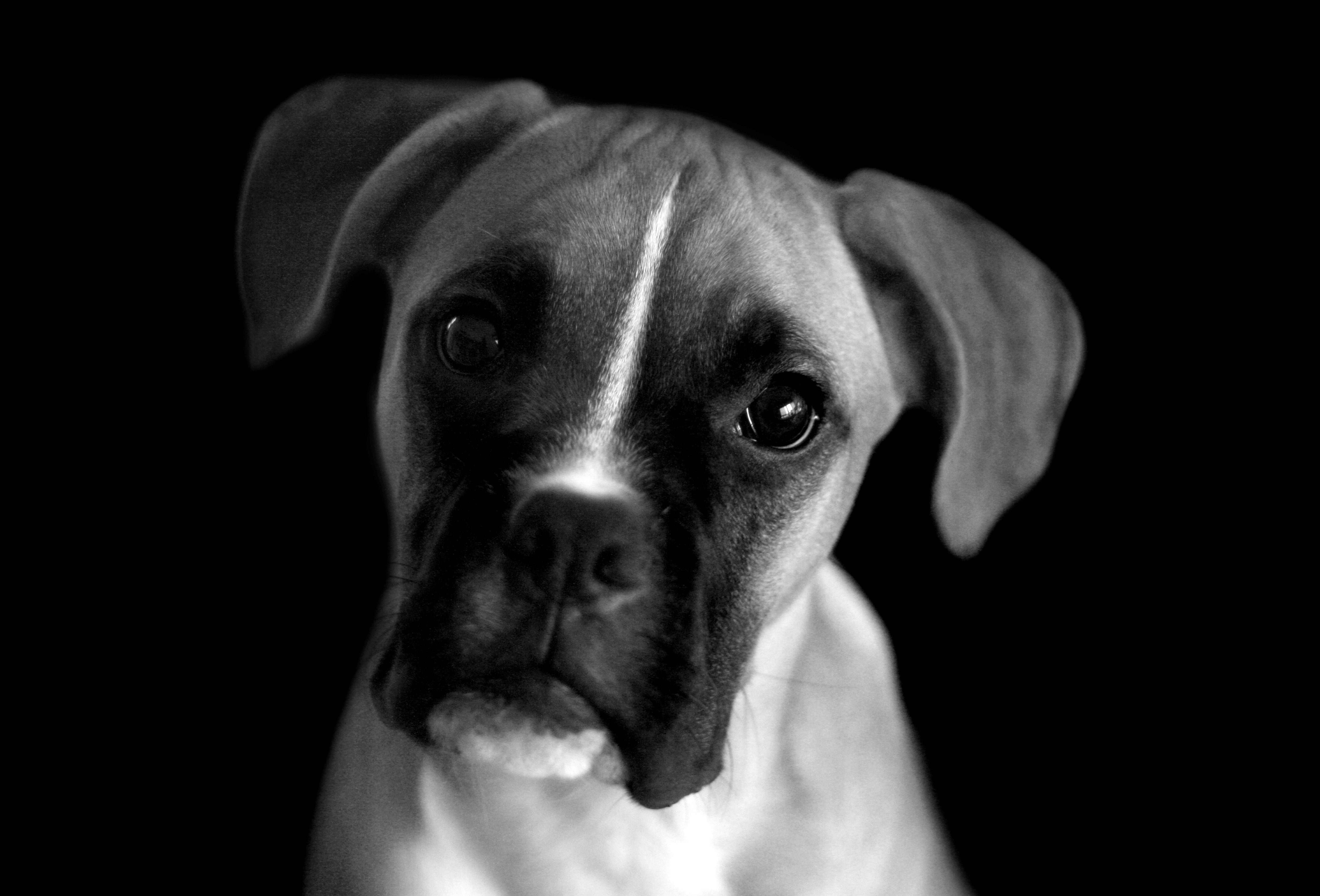 6000x4073 Free Black And White Dog Wallpaper 1080p