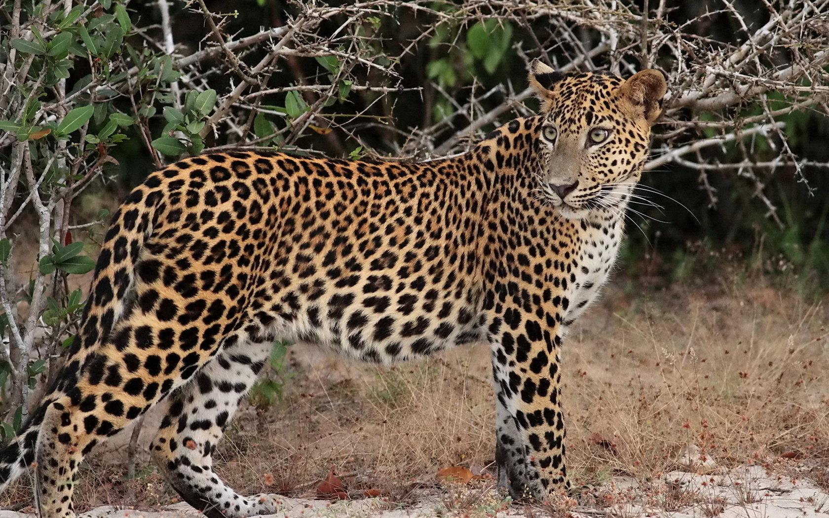 1680x1050 Leopard wallpaper 1680x1050 desktop background