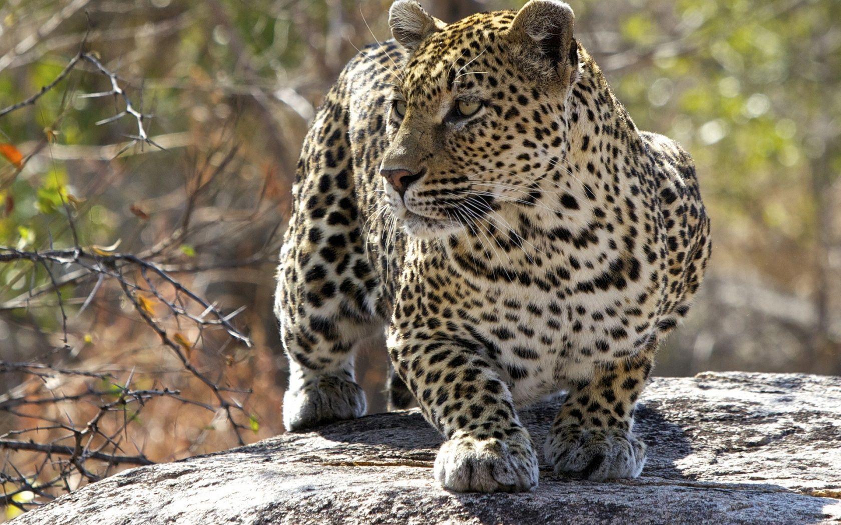 1680x1050 Predator Leopard Wallpaper
