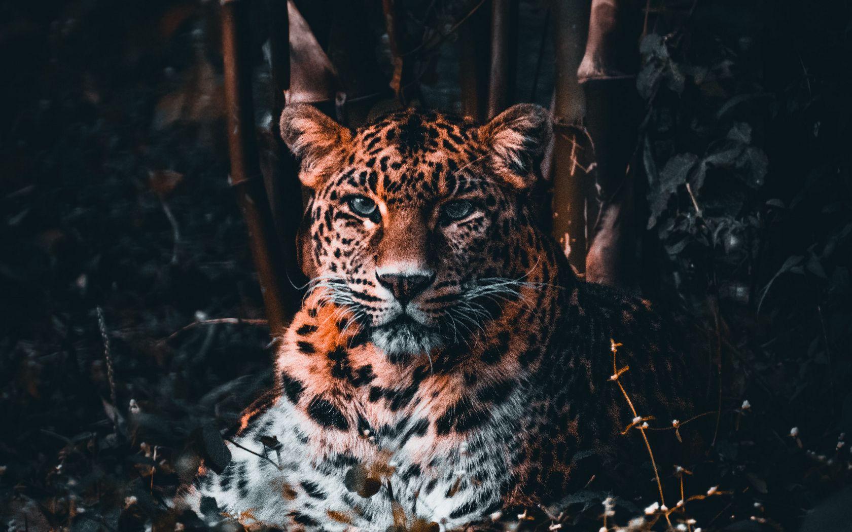 1680x1050 Download wallpaper 1680x1050 leopard, big cat, predator, glance, grass widescreen 16:10 HD background