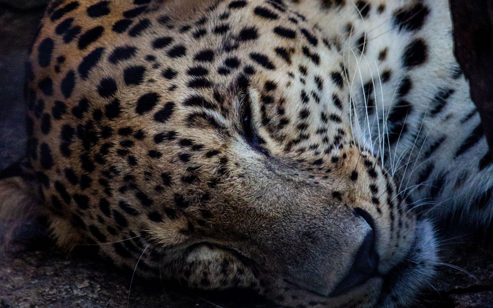 1680x1050 Download Relaxed, animal, leopard, muzzle wallpaper, 1680x Widescreen 16: Widescreen