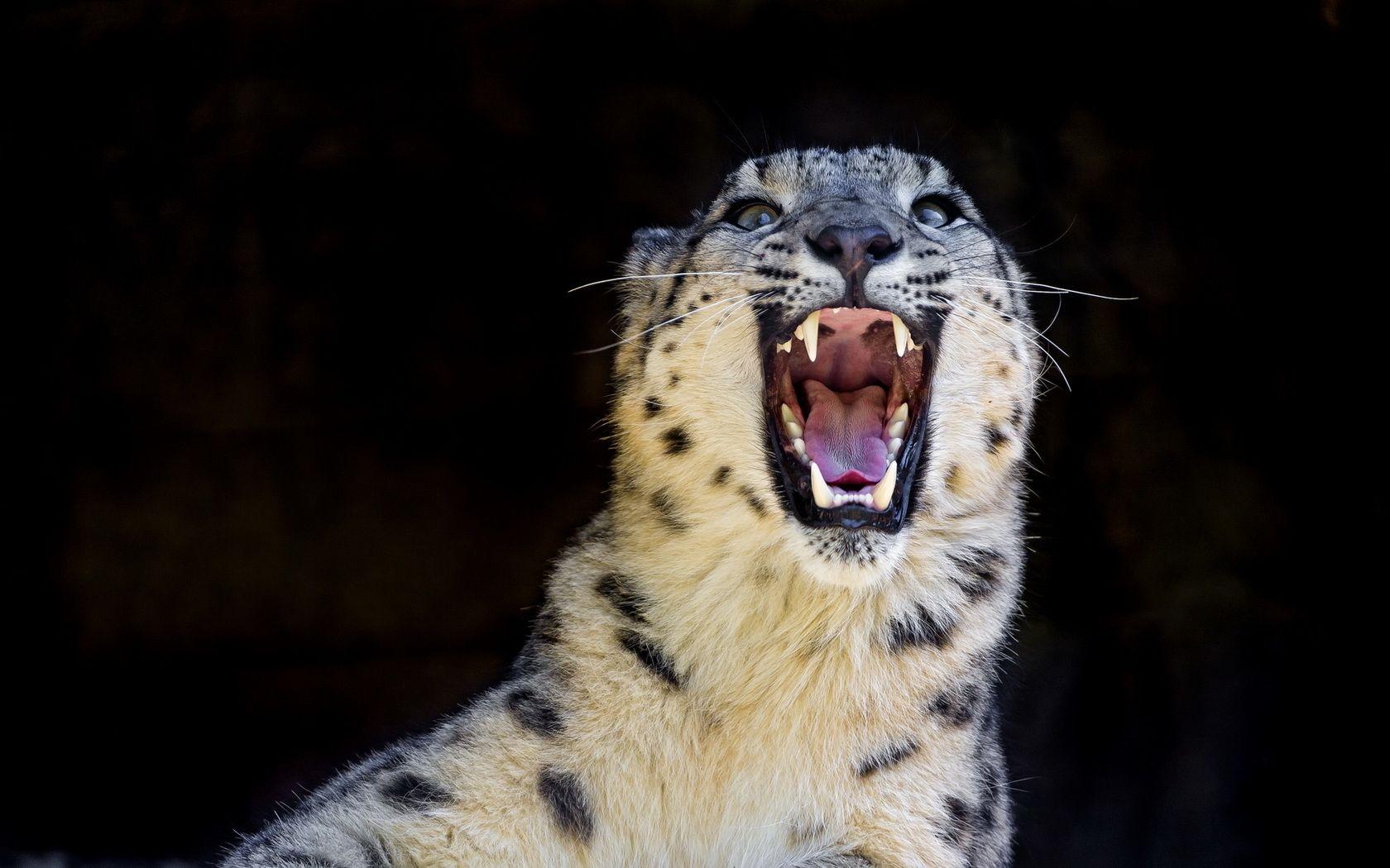 1680x1050 grin, snow leopard, snow leopard, wild cat, predator, irbis desktop wallpaper 83822