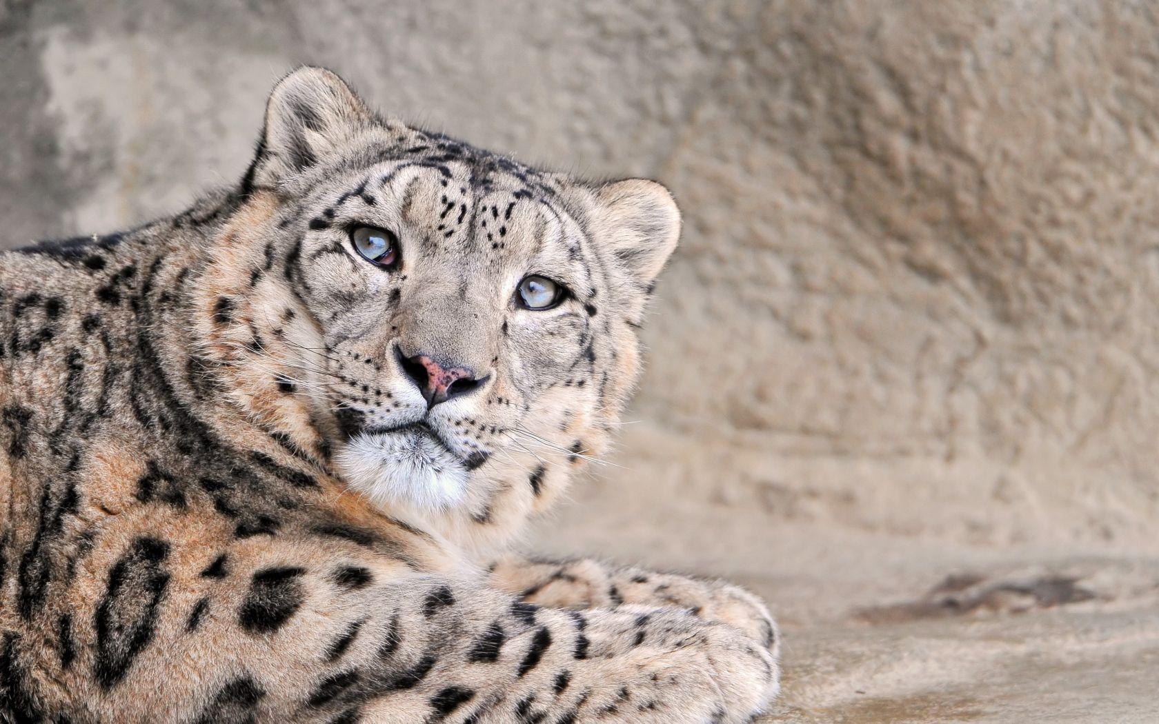 1680x1050 Download Leopard, National Geographic, rock Widescreen 4:5 wallpaper 1680x1050