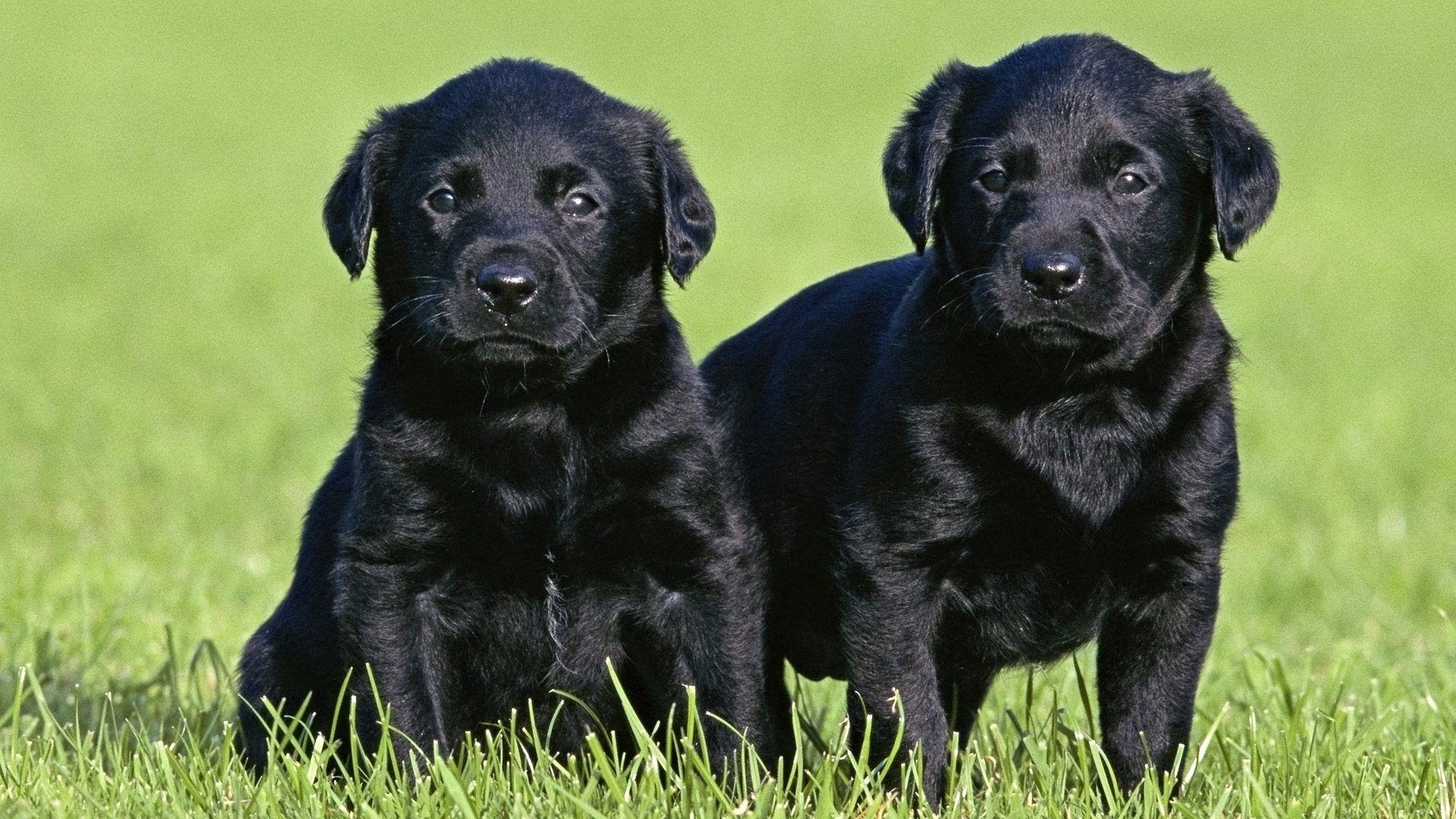 1920x1080 Black labrador dog wallpaperx1080