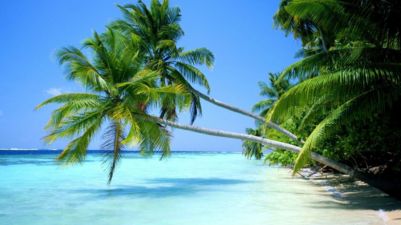 1600x900 Desktop Wallpaper Nature High Quality Wallpaperwallpaper High Resolution Nature Desktop Background HD Wallpaper